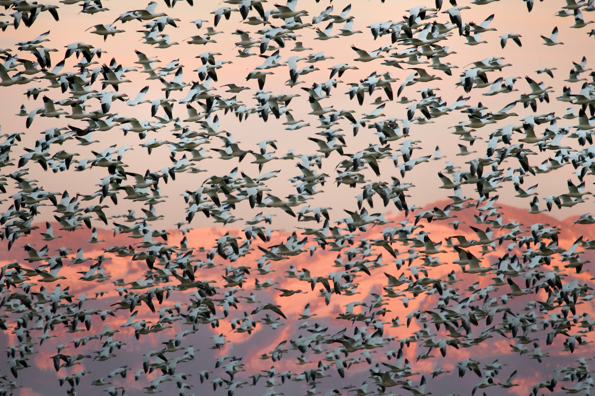 Snow geese fill the sky at sunset in Washington's Skagit Valley.