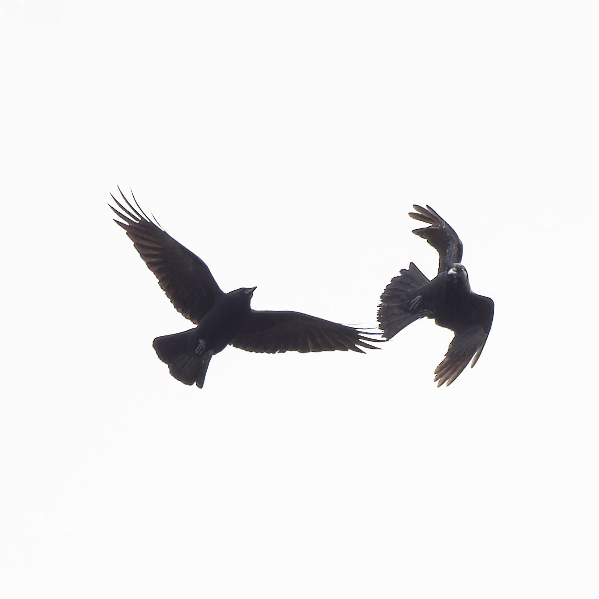 Crows diving at one another against a white sky