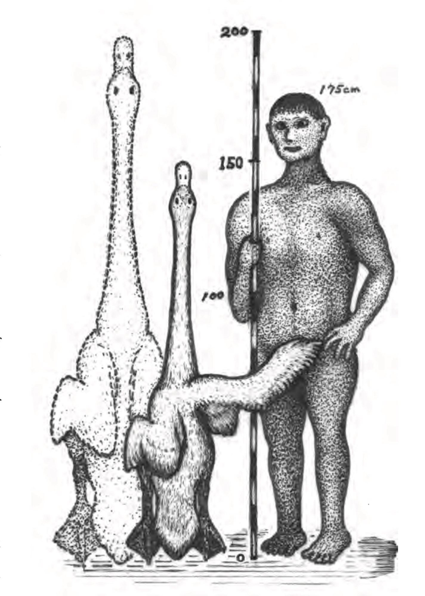 Two very big swags and some sort of archaic human. One of the swans is providing a measure of dignity to the naked hominid — or something.