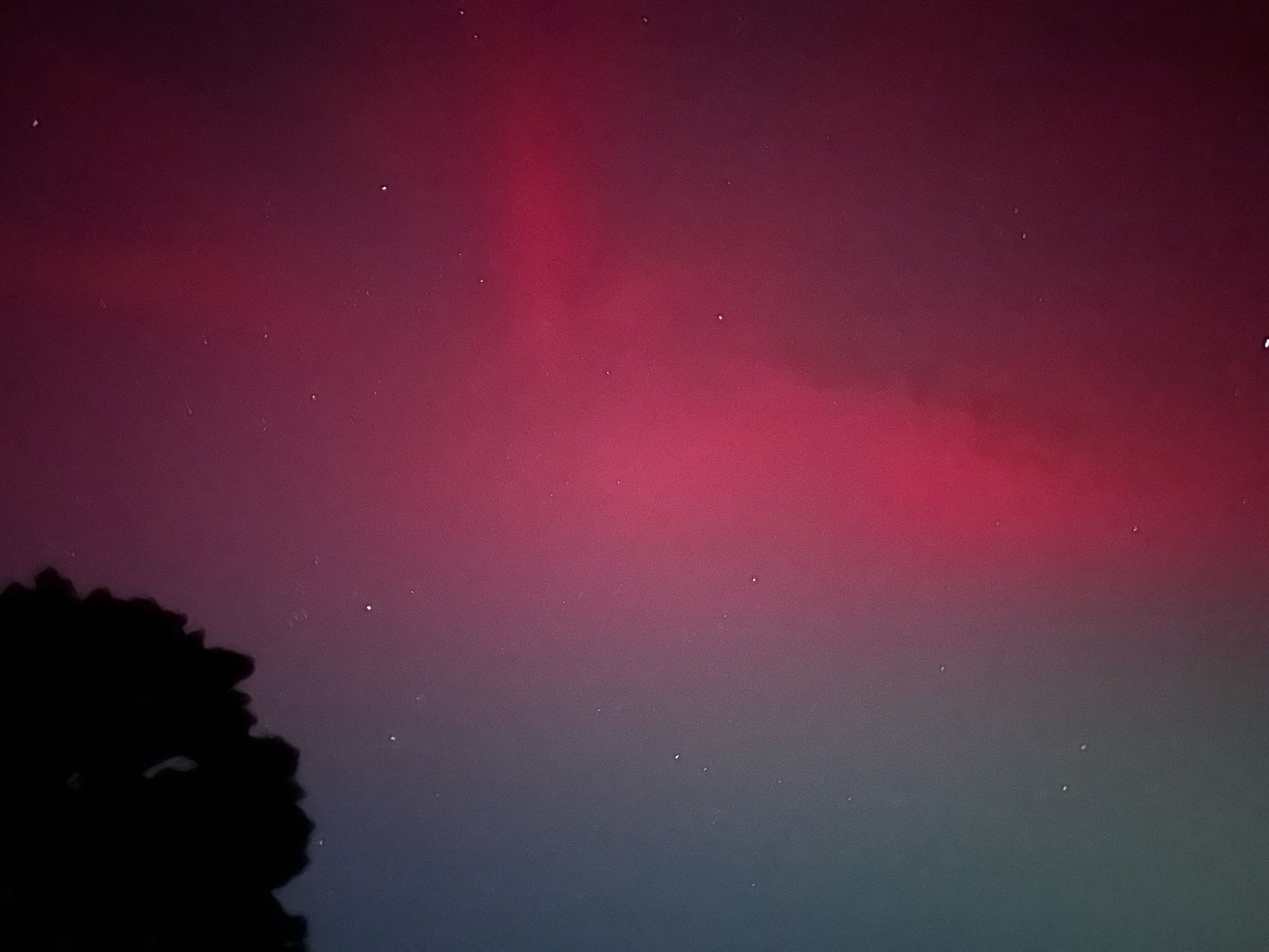 Blob of bright pink in the night sky and silhouette of a tree