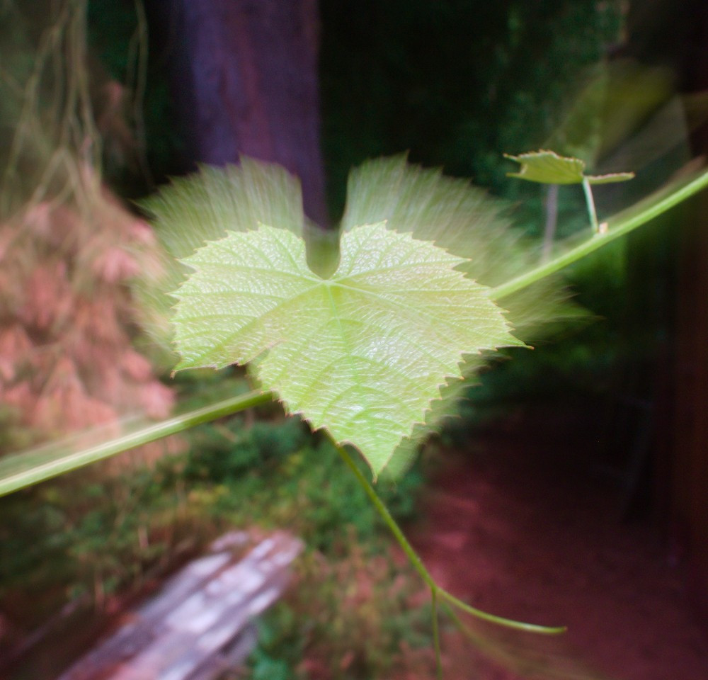 Grünes Blatt einer Weinrebe vor grün-schwarzem Hintergrund