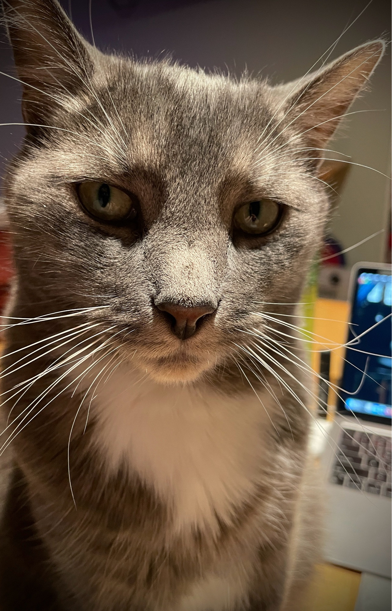 A close up photograph of a grey brindle tiger cat with a white spot on his chest and yellow eyes looking at the camera. A MacBook and vape pen are visible on the table behind him.