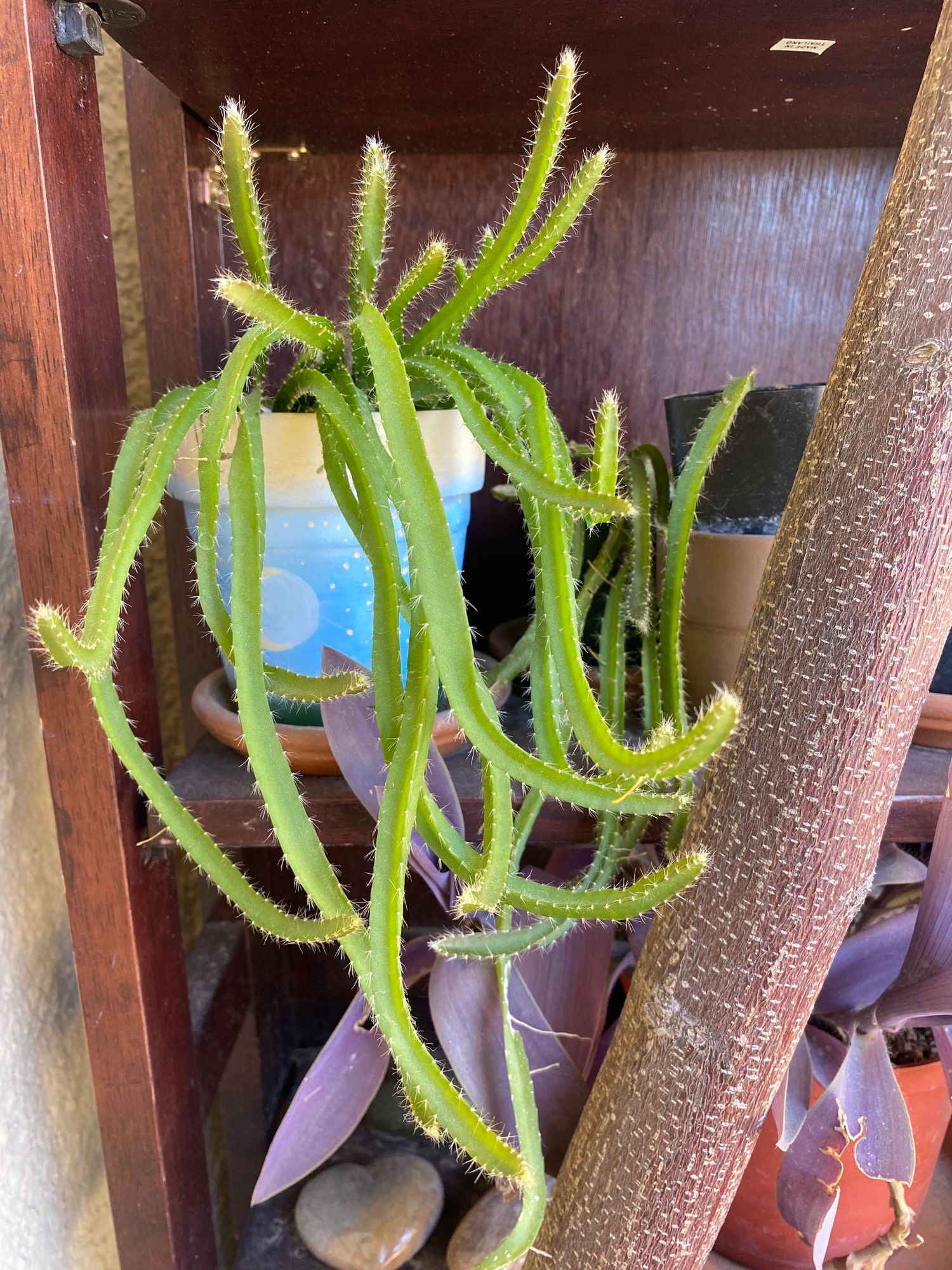 Dragon fruit cacti fanning out into the open air from their blue pot that’s sitting on a cherry-wood shelf.