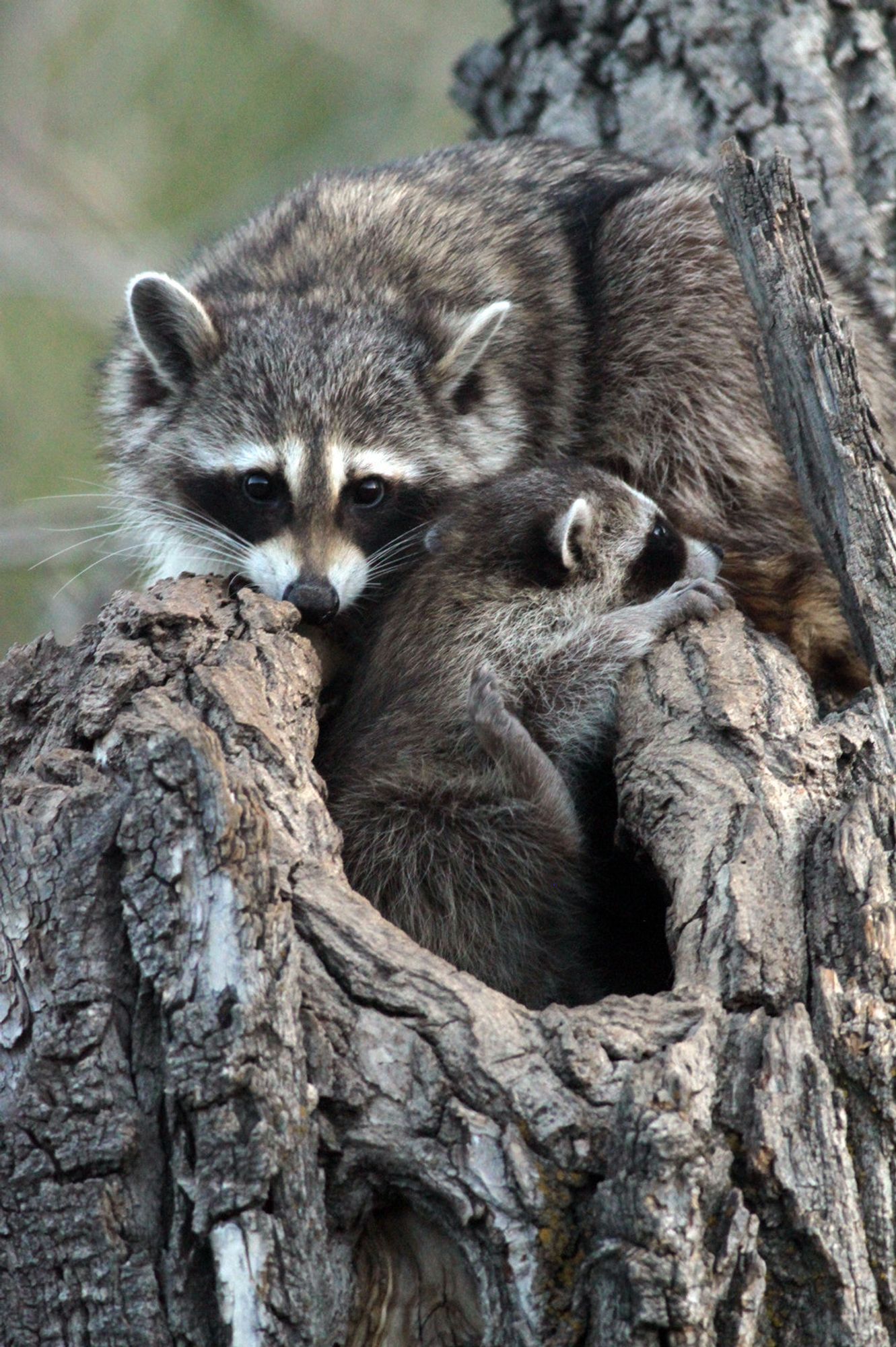 Raccoons photo by Allison Leigh Smith. A raccoon kit is poking out of a tree stump, turned to the right of the frame. An older raccoon is curled up above and seemingly looking directly at the camera.