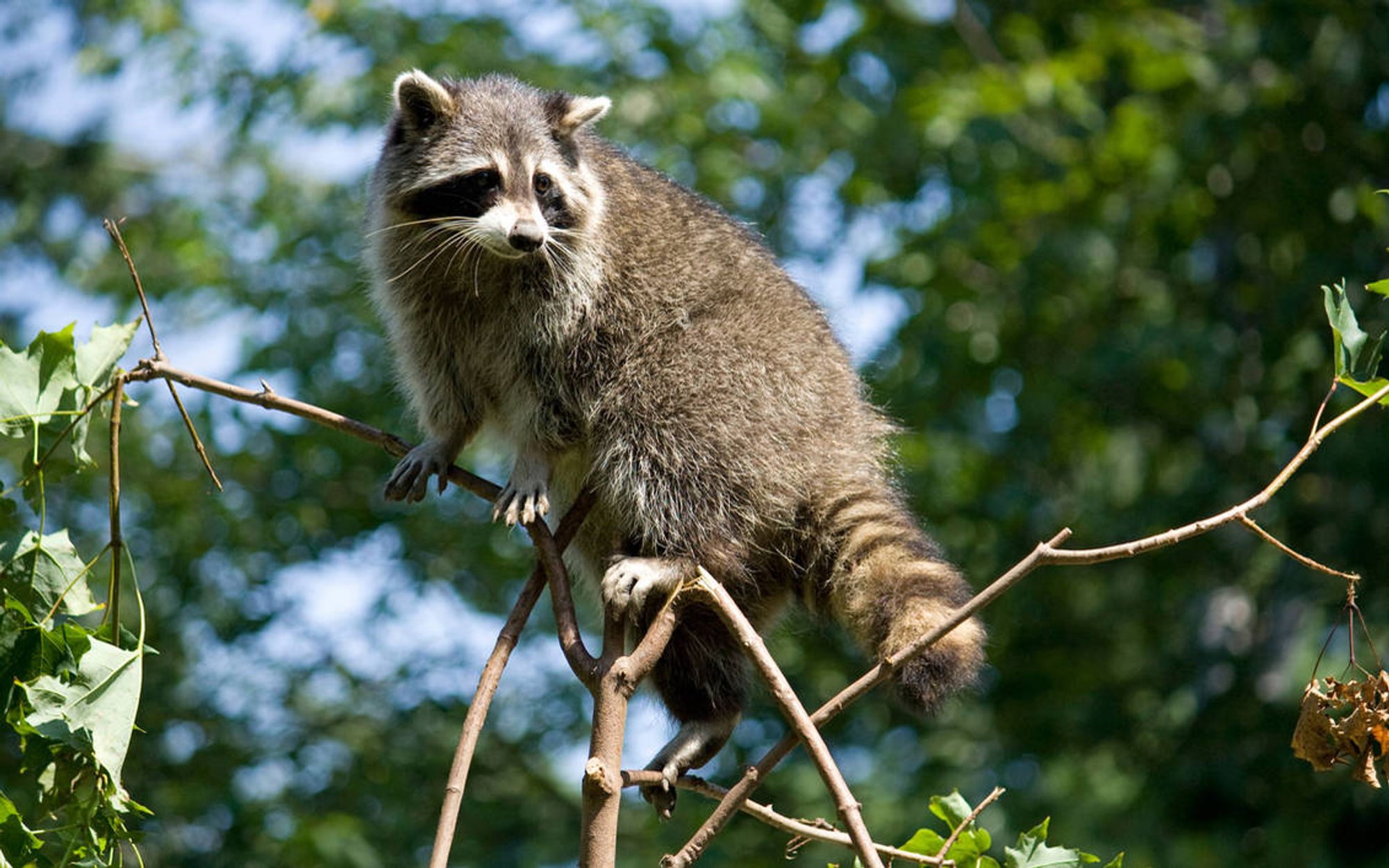 Raccoon photo by Jay-Co. The raccoon is perched on some tree branches.