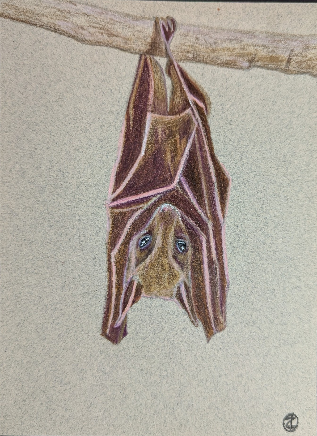 Pencil drawing of a bat hanging from a branch 