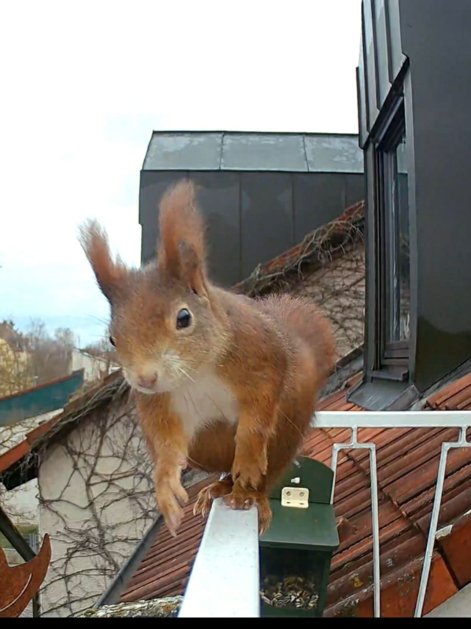 A red squirrel