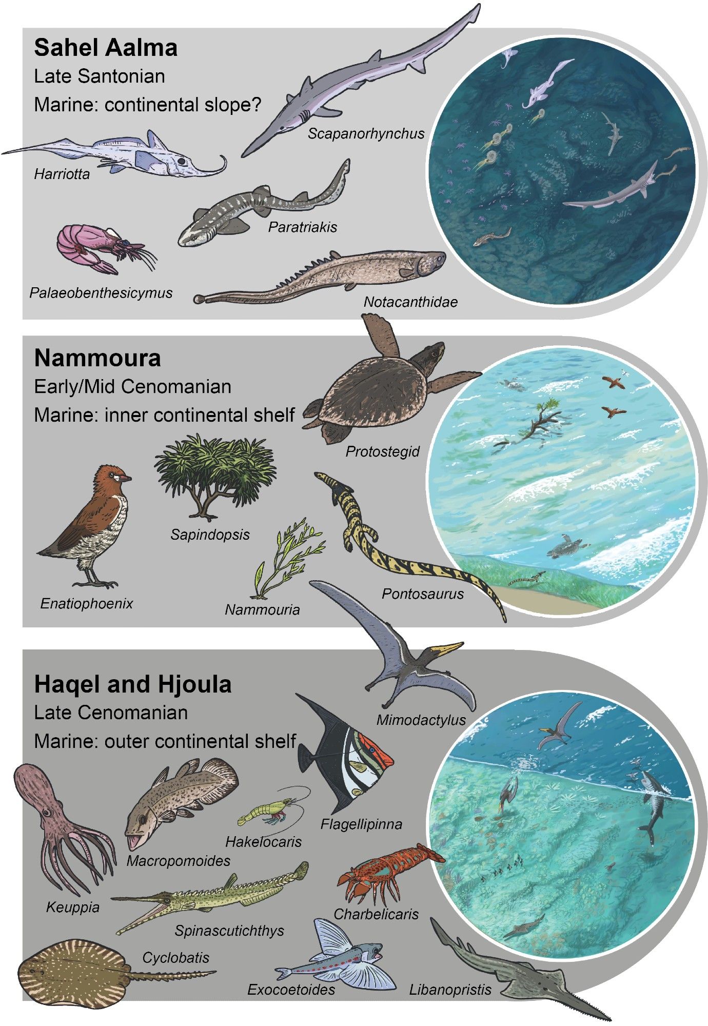 fossil organisms found in the Late Cretaceous rocks of Lebanon. Lots of types of marine life such as fish, some reptiles, turtles. Plants and birds can also be seen.