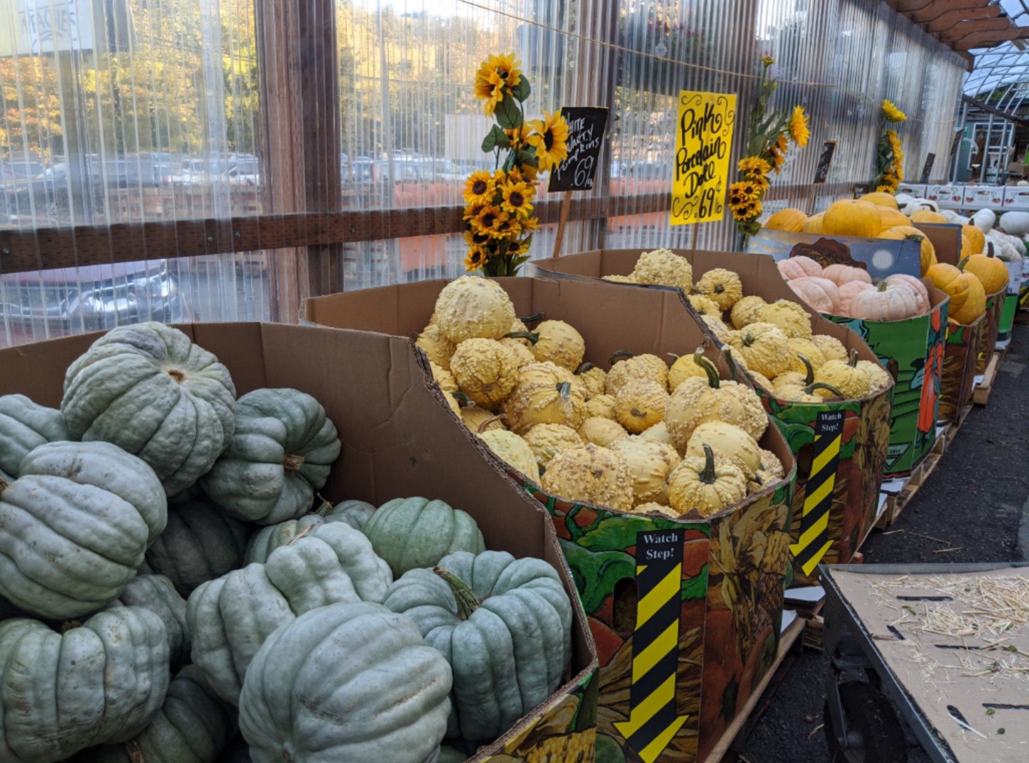 Photo at a produce market of a row of boxes of various kinds of decorative pumpkins—lumpy grayish blue, medium yellow with warts, lumpy pinkish pale orange, bright yellowish orange, and white.