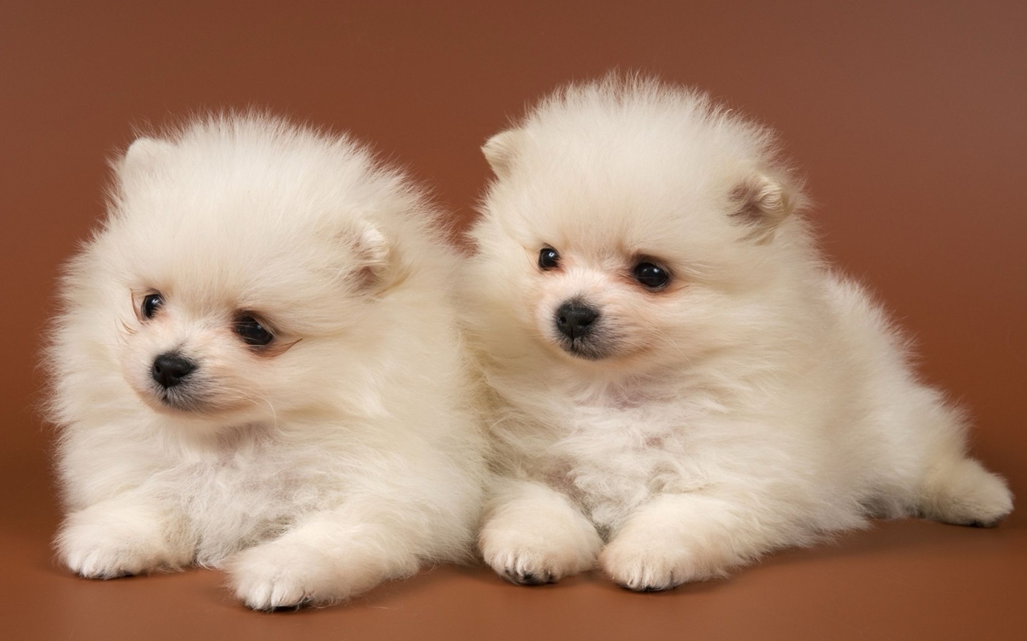 Two small white fluffy dog ​​puppies