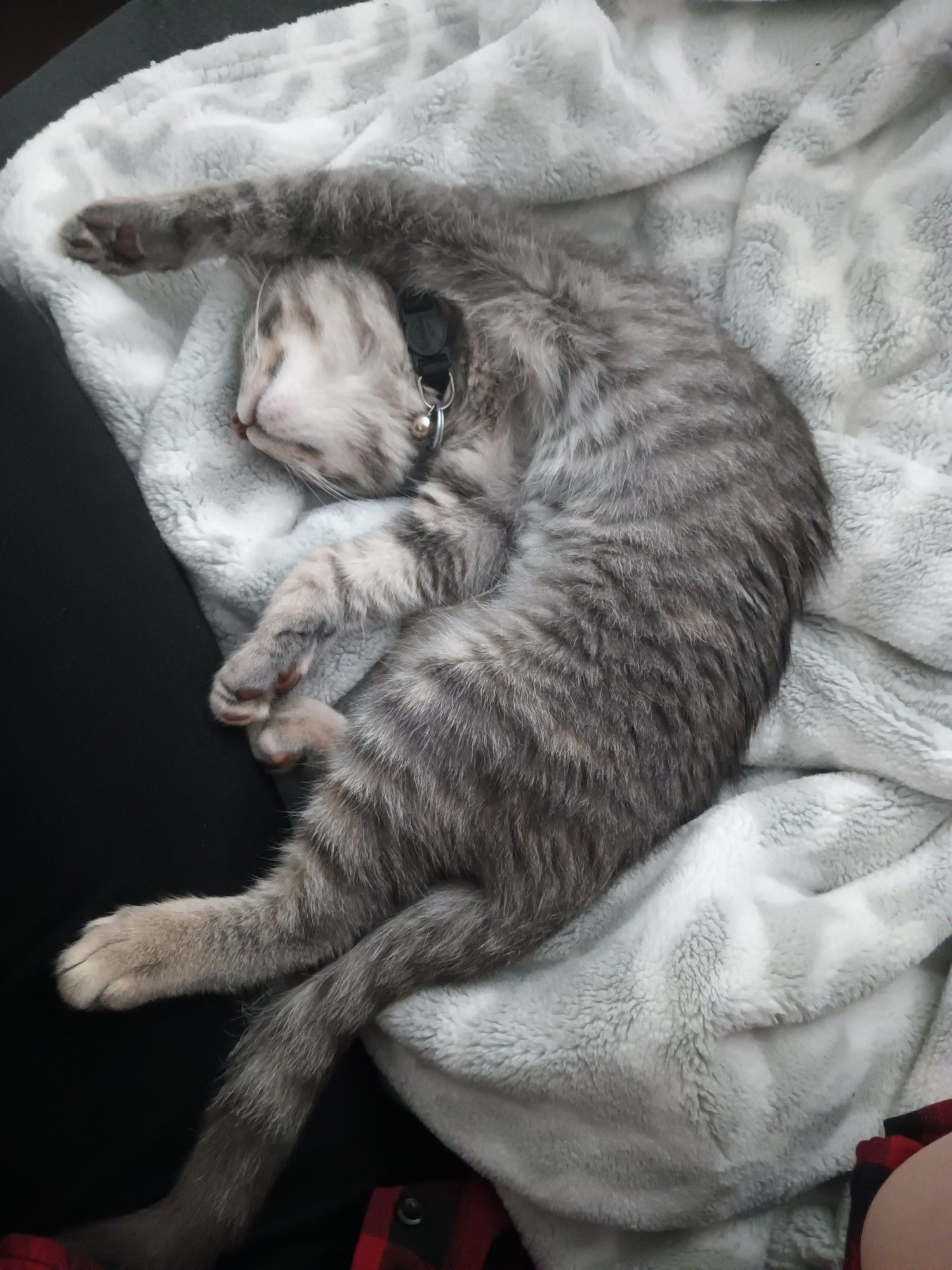 Harrow the kitten lying on a blanket, twisted in a weird crescent shape, somehow on her side and on her back simultaneously, with one foreleg up over her head.