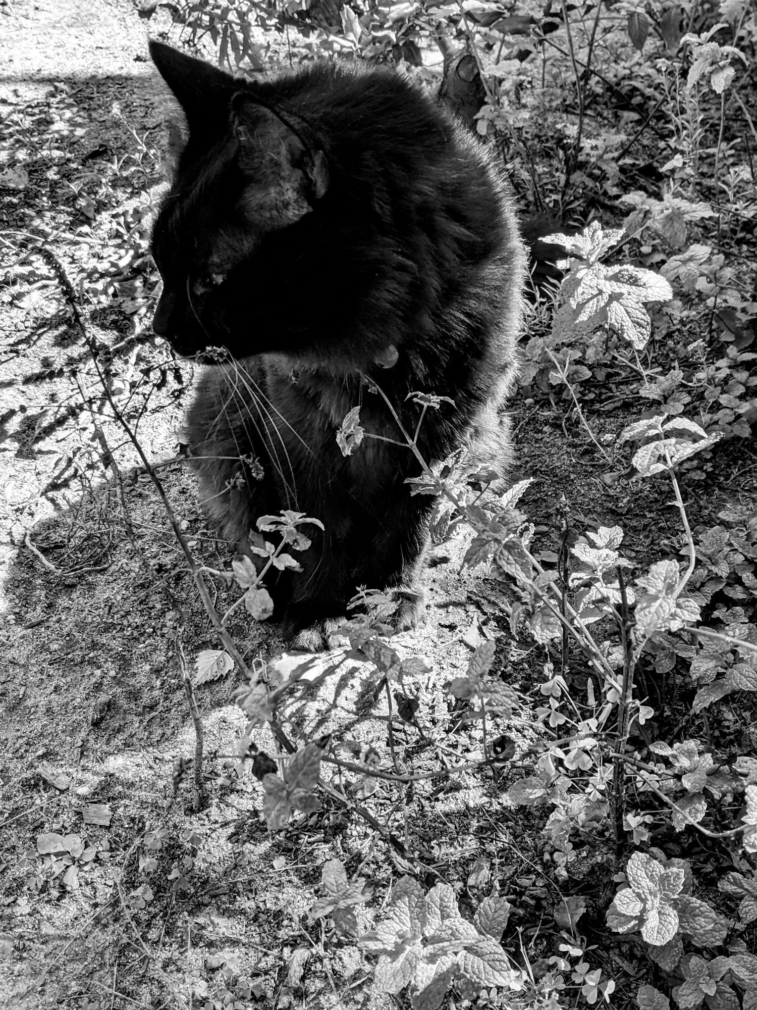 Another monochrome of my dark brown floofy cat in a bed of mint