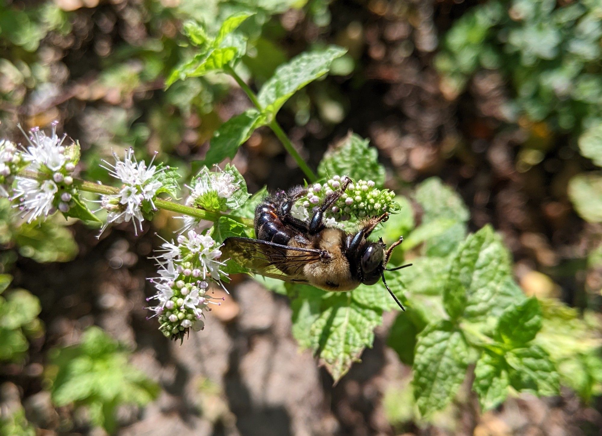 Carpenter bee hanging on to underside of spearmint bud