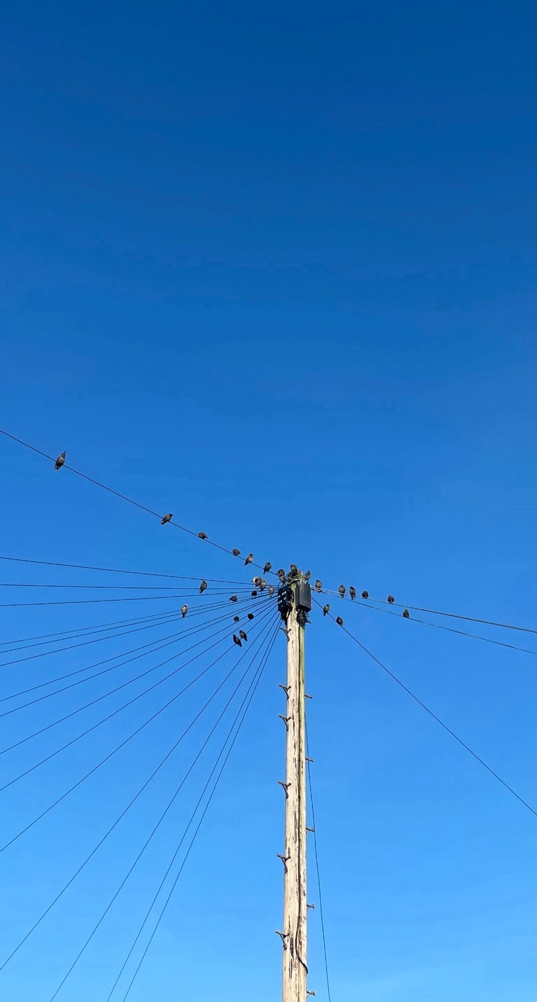 Birds on a wire.