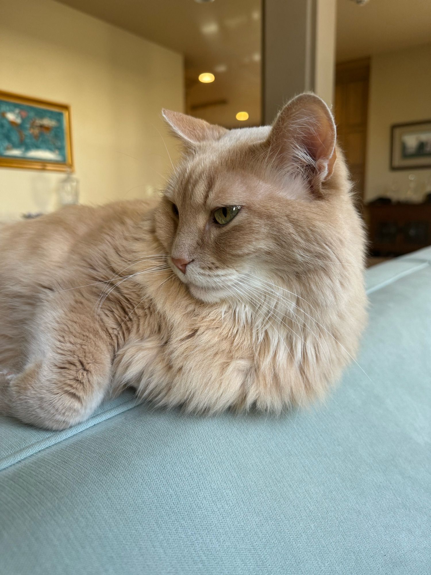 Cream orange tabby relaxing on the back of a couch.