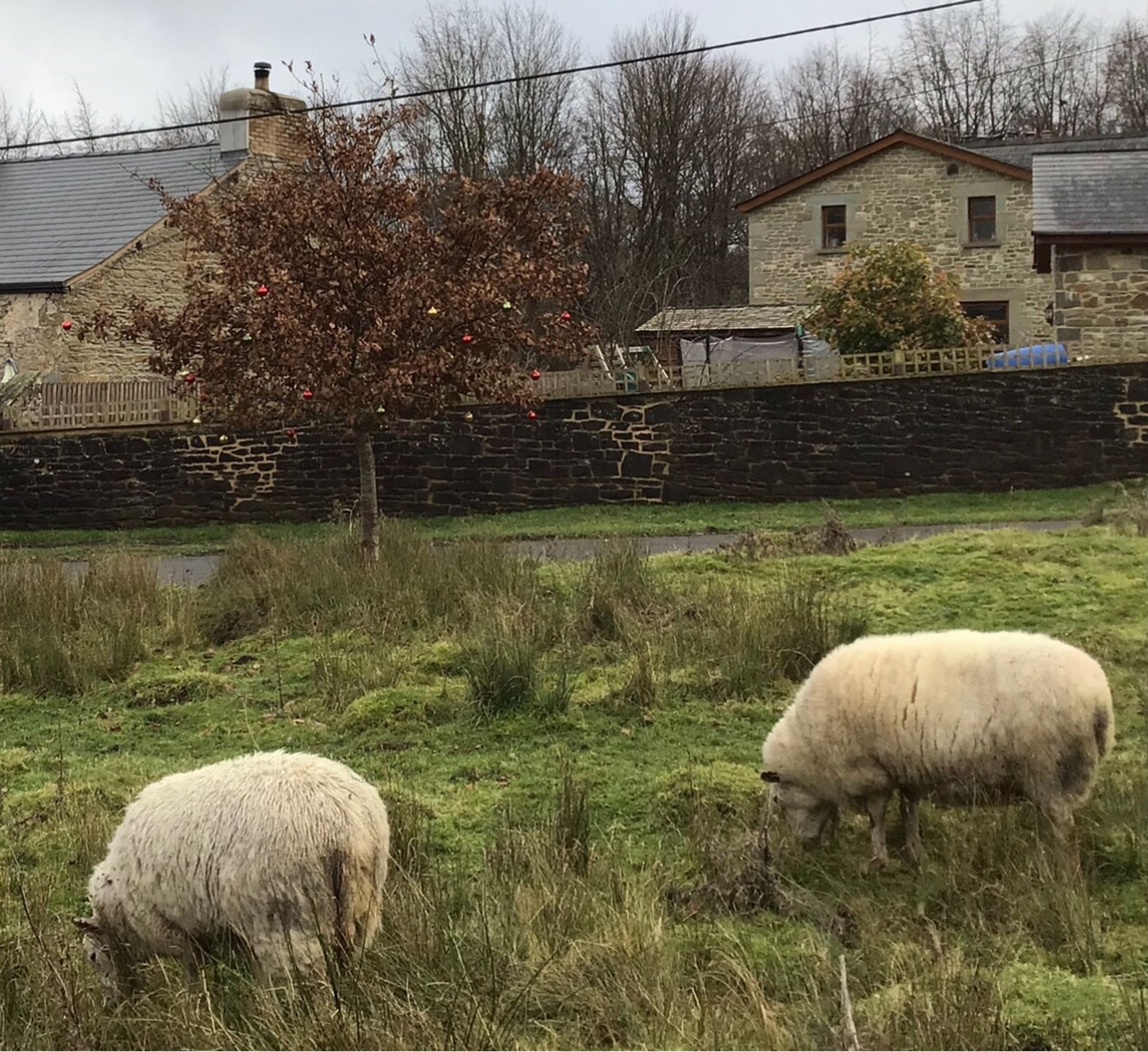 A winter scene a small oak tree has some coloured baubles as a hint of festive cheer
Two sheep graze in the foreground on scrub grass
Winter trees stand behind stone cottages behind the little tree