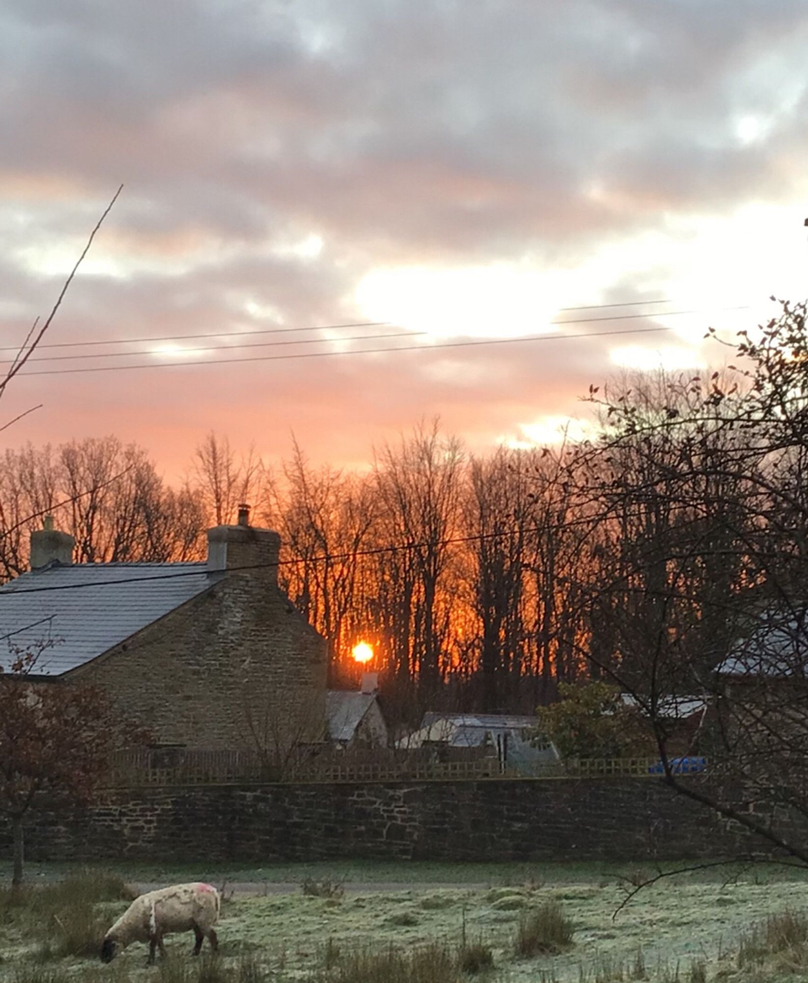 Orange sunrise behind dark winter bare trees in Forest of Dean a black faced sheep trying to eat the frozen frosted grass in the lower left foreground the mood peaceful and pretty