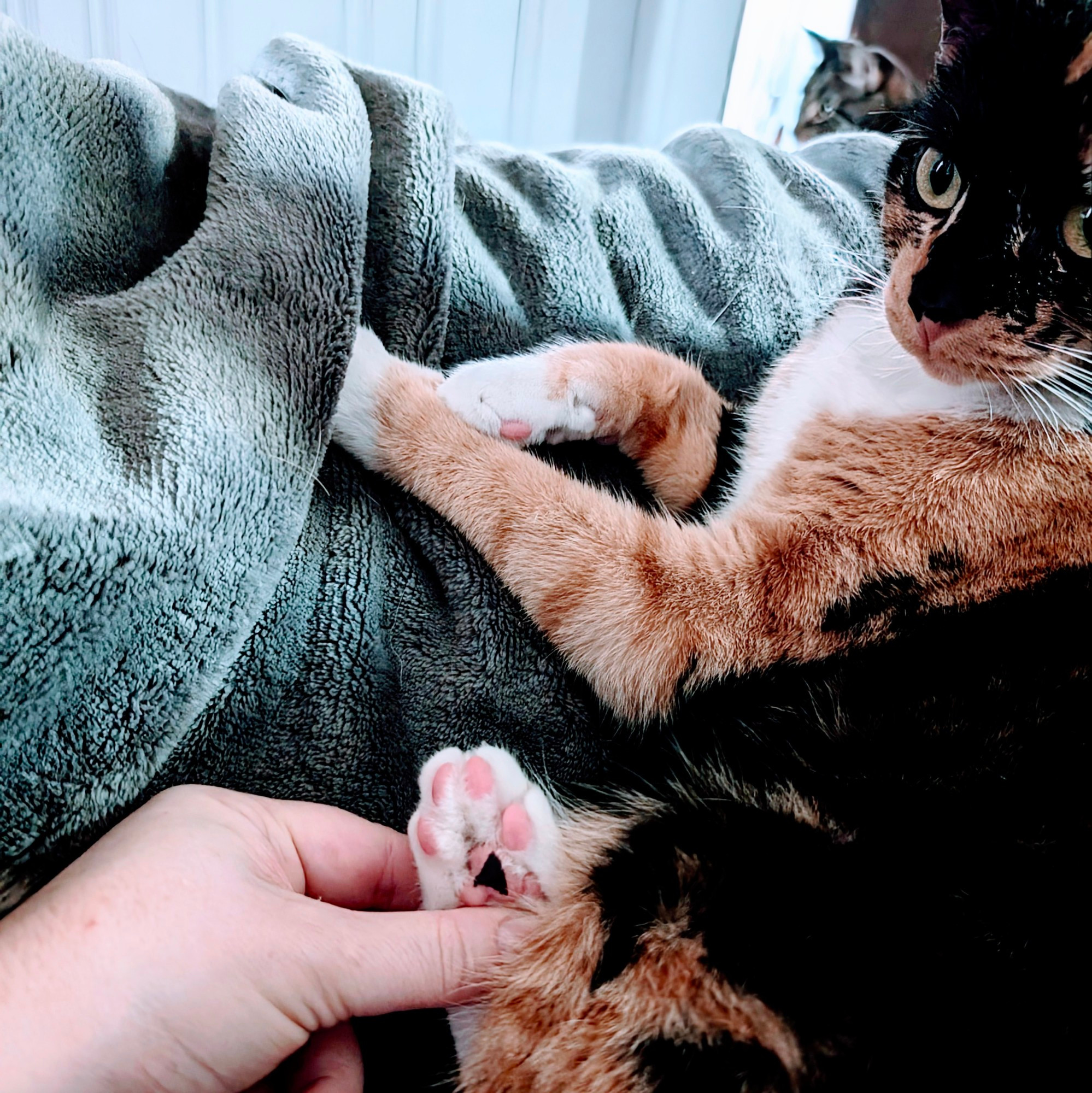 A beautiful calico cat whose back foot is being held to show a triangle shaped spot on the pad of her foot 