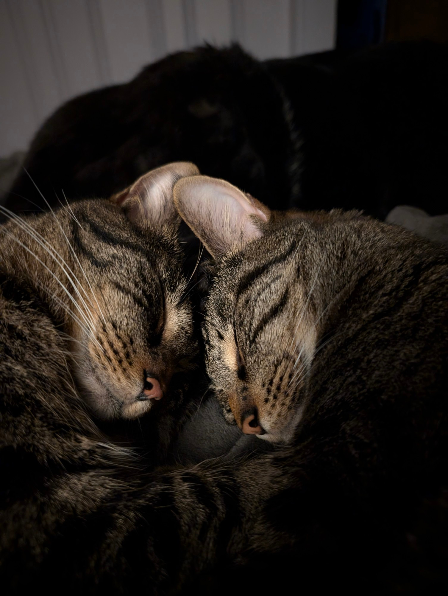 Two brown tabby cats curled up and sleeping together with their foreheads pressed together