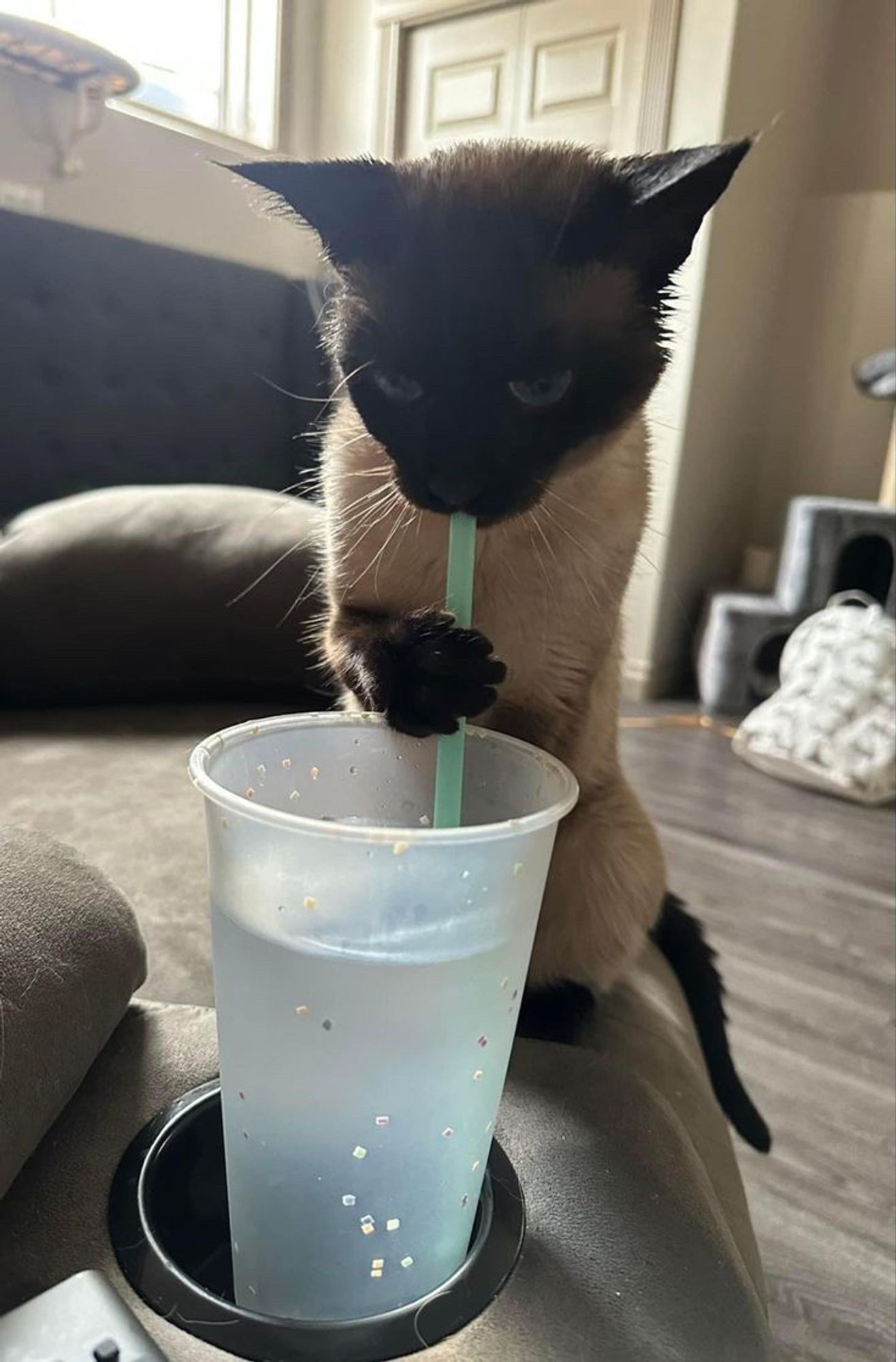 cat drinking with a straw 