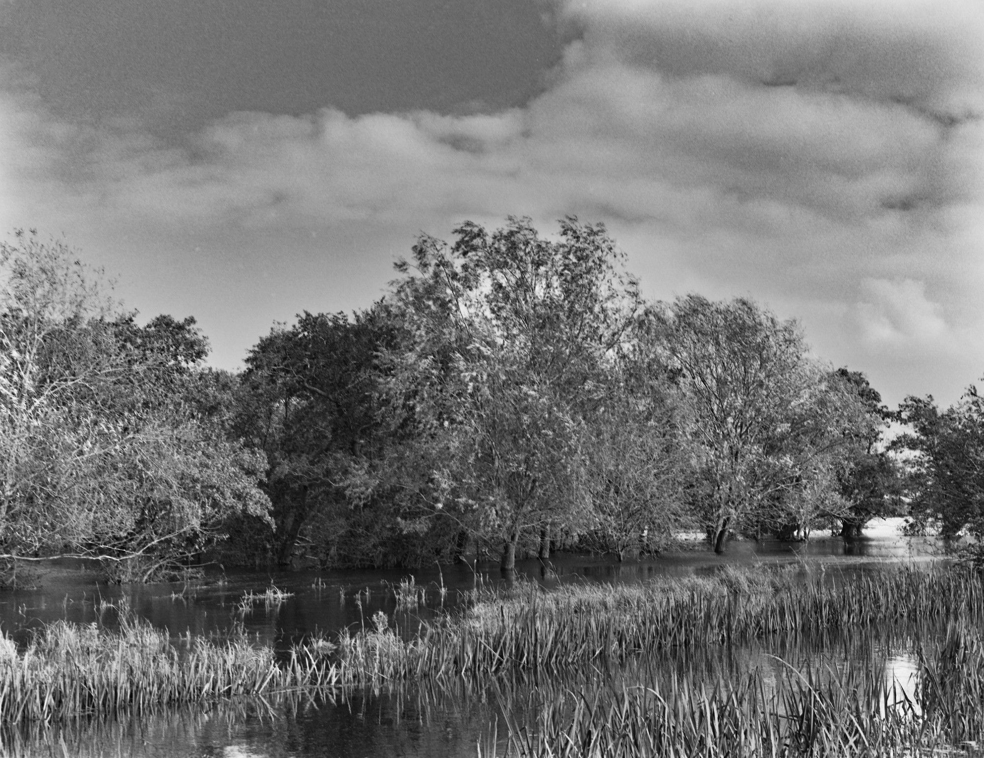 A black and white image of trees submerged in water after recent heavy rainfall. This is Moreton's Leam on the River Nene Washes in the Cambridgeshire Fens, an area of low lying reclaimed land in the East of England. The Washes are maintained and put aside to be used after periods of heavy rainfall or high tides when the volumes of water are more than the River Nene can cope with and threaten to flood local communities. The Washes are nearly 4000 acres in size and when needed act as a containment resevoir to permit a controlled release of water further downstream. They are used for sheep grazing and hosts a remarkable amount of wetland birdlife.