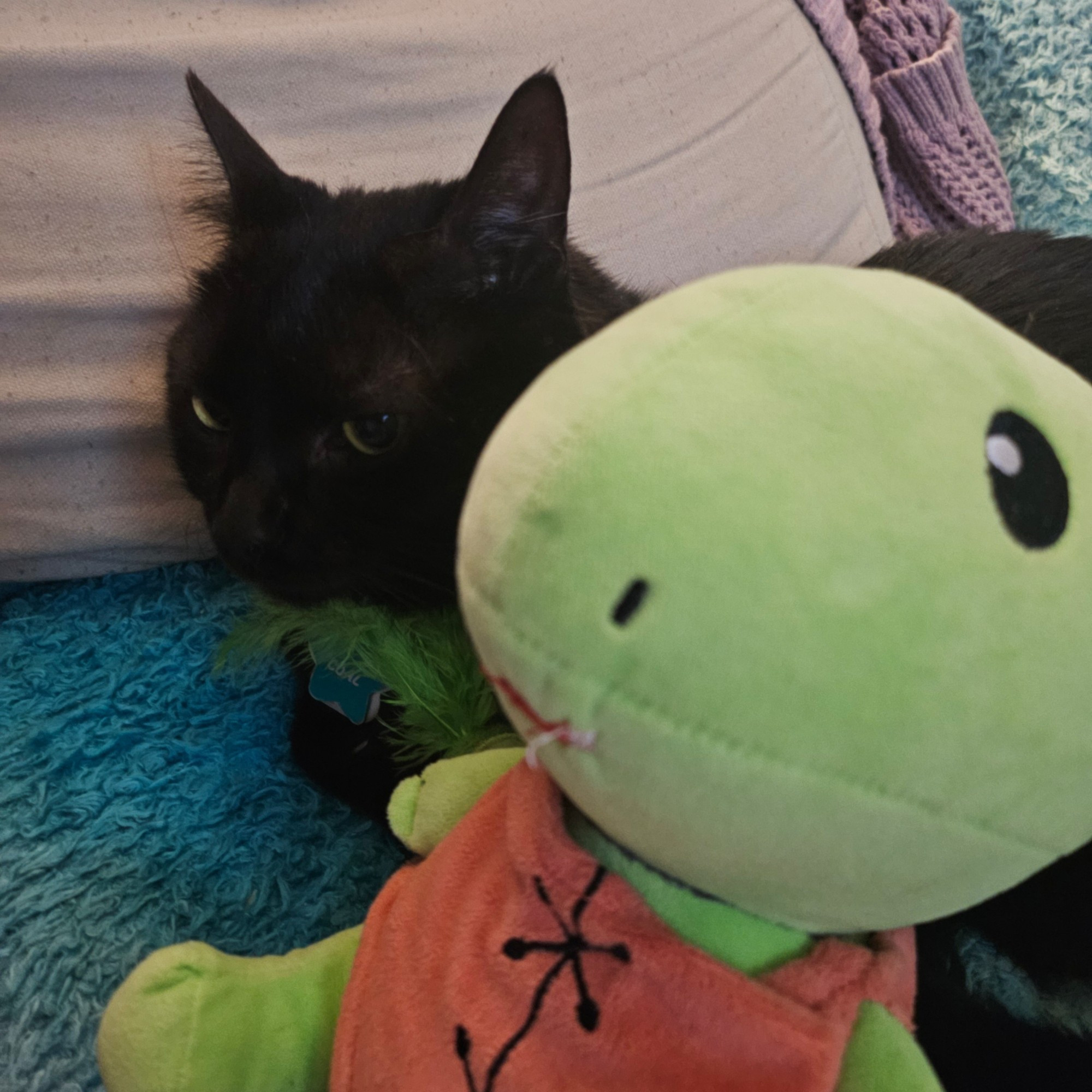 Black cat curled up on a couch among pillows, a blanket, a green avocado cat toy, and a gobbo plush.