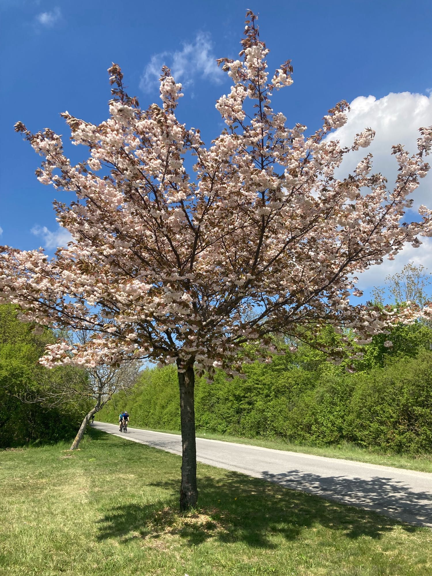 A lone cherry tree