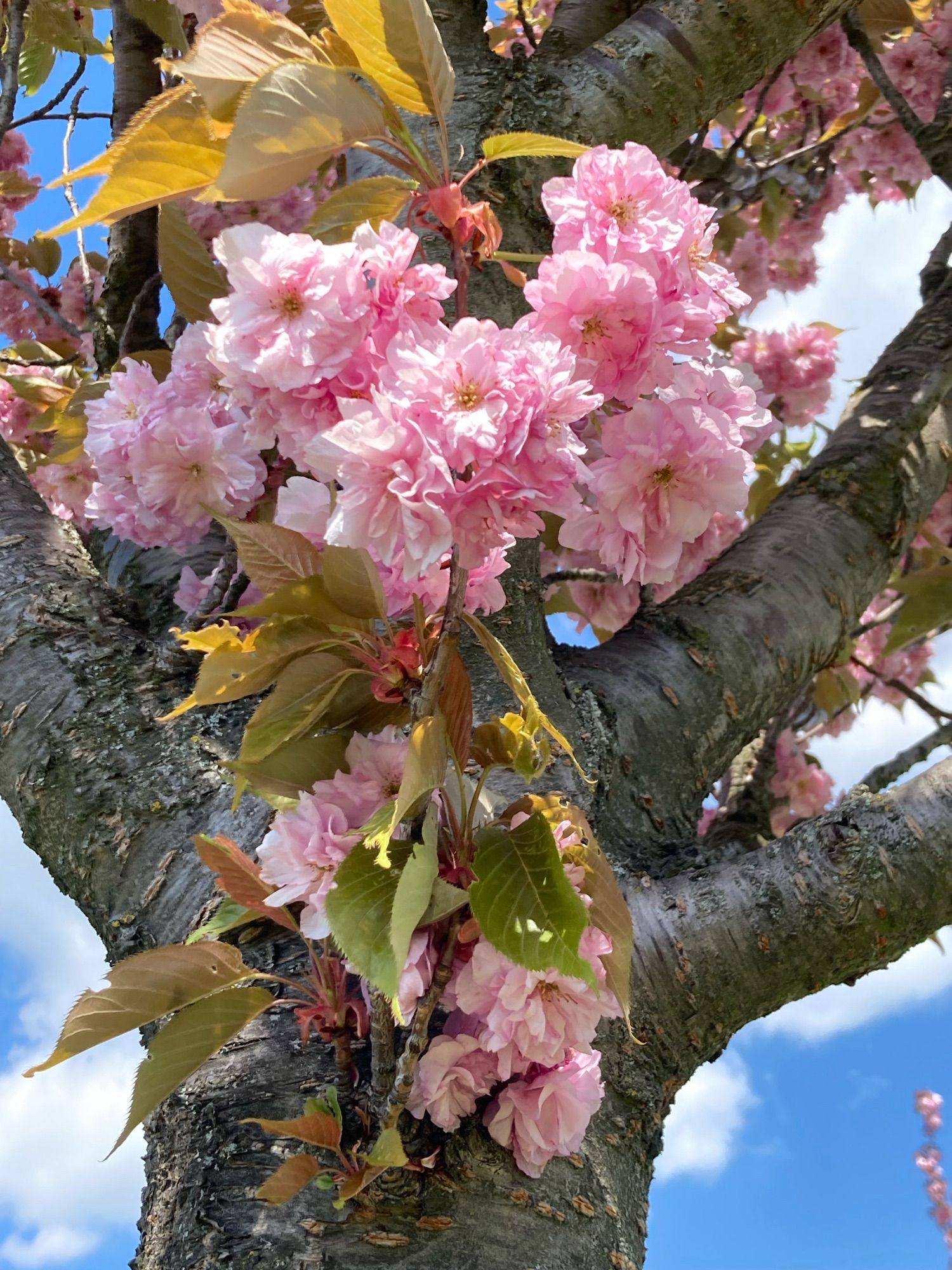 cherry blossoms