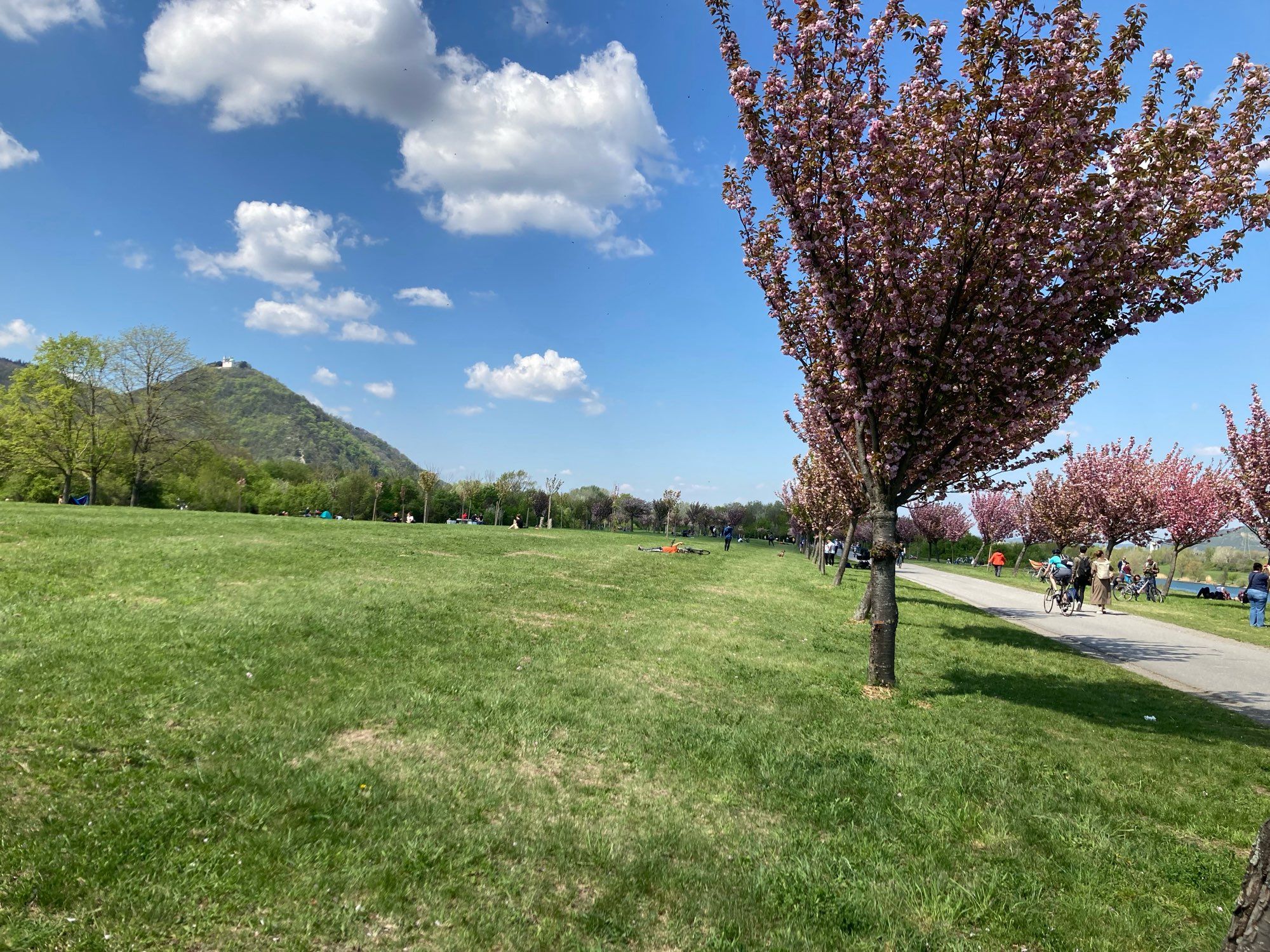 the long line of cherry trees