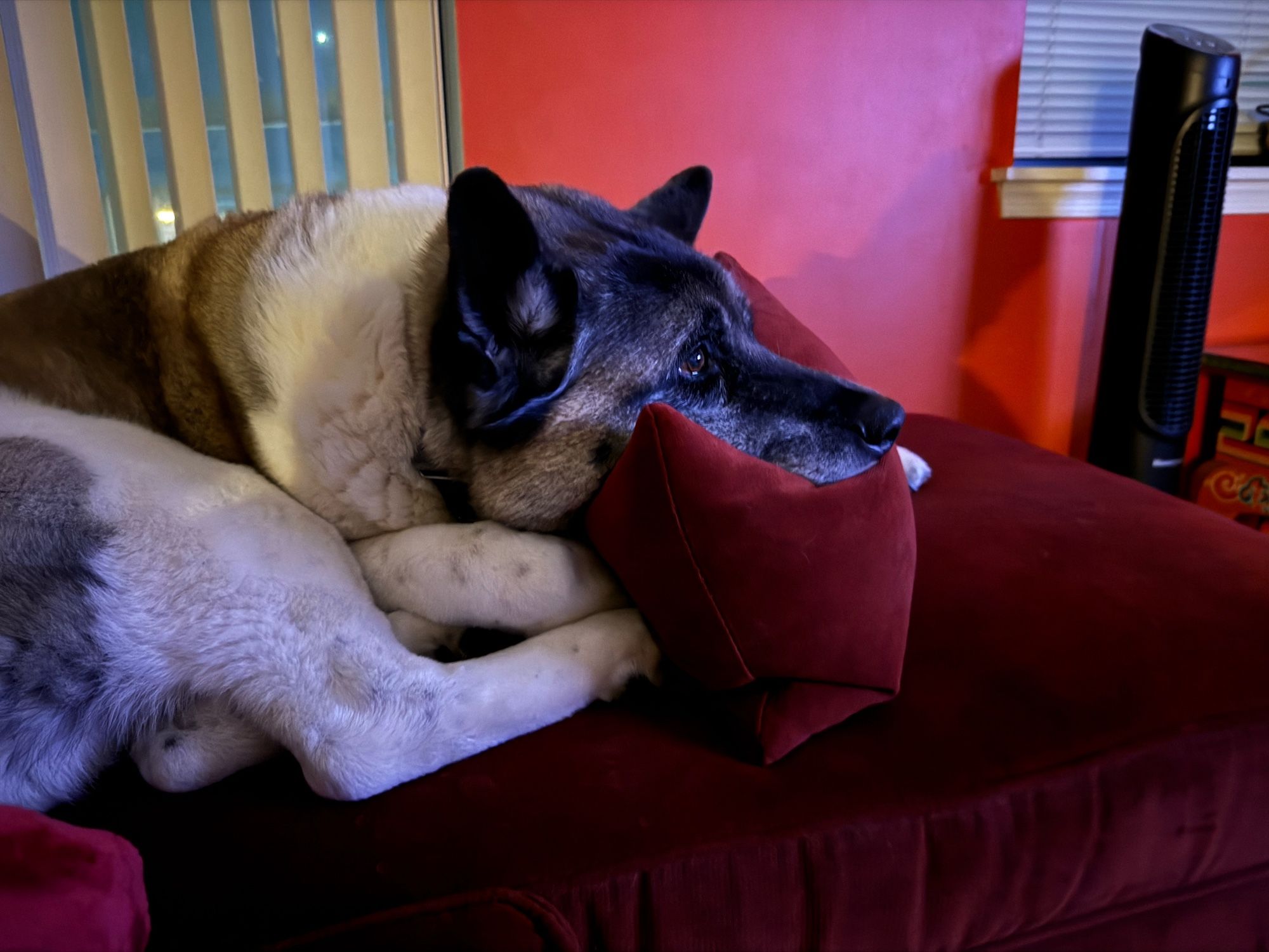 An akita curled up on the couch staring at the TV