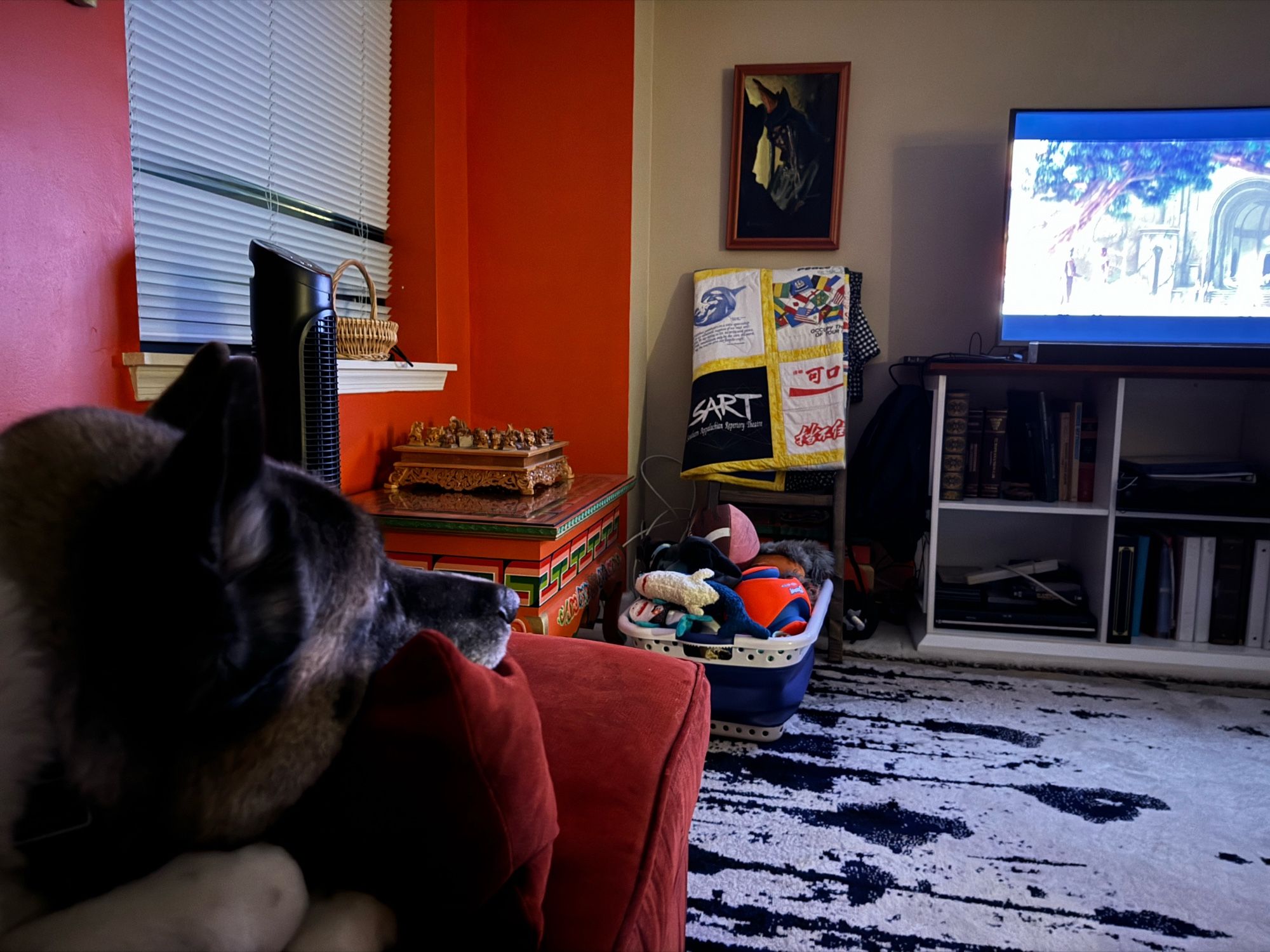 An akita watches the television