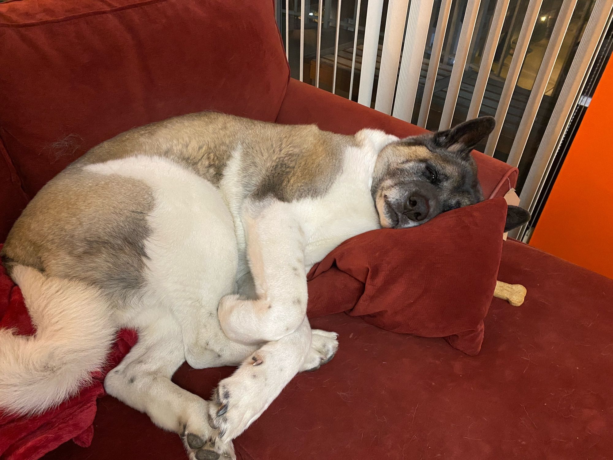 A picture of a pinto coloured akita asleep on a red couch. His head rests on a pillow.