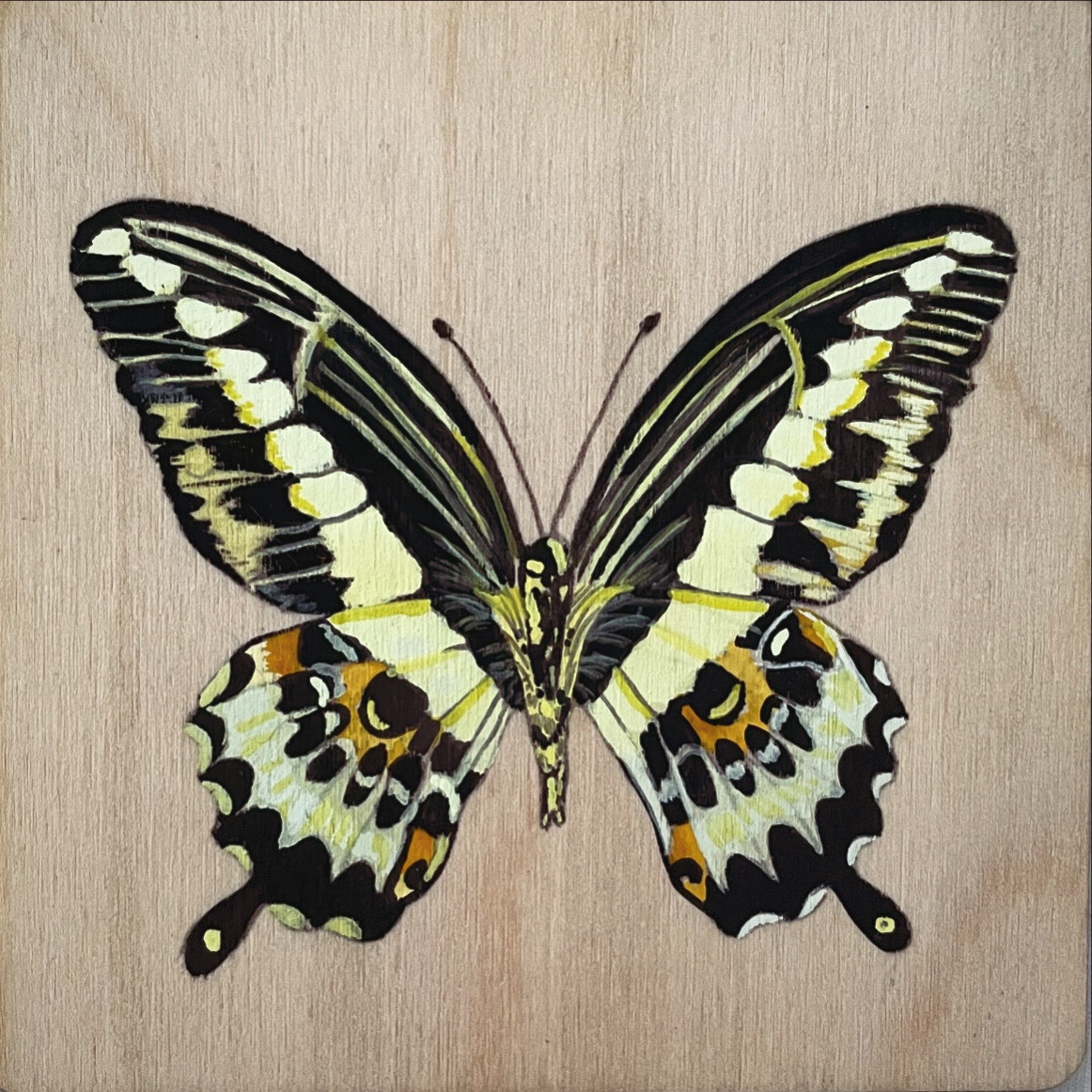 Gouache butterfly on wooden coaster