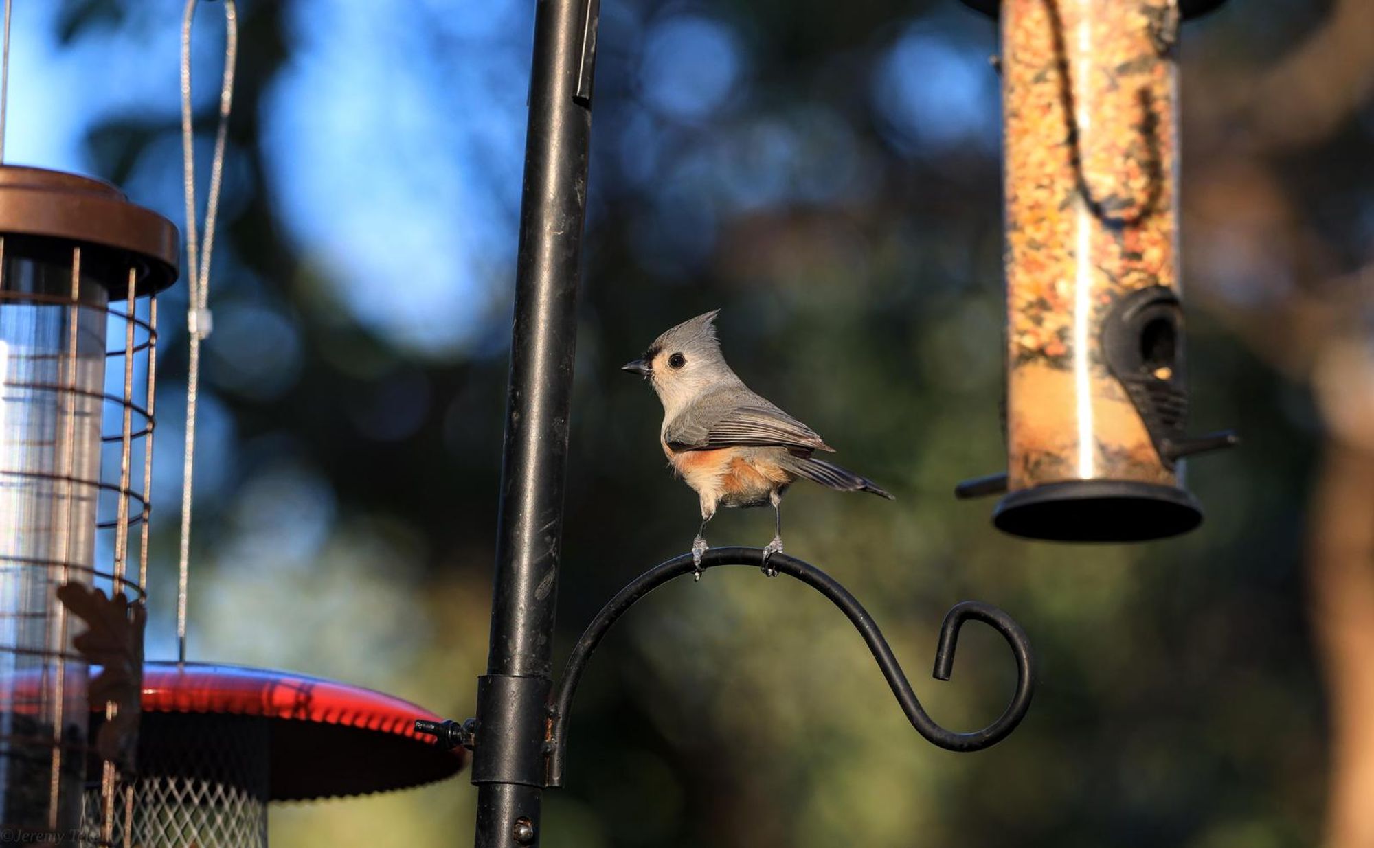 #Tuftpostbot Tuftie: True(1.0000). Photo by jeremy tekell.