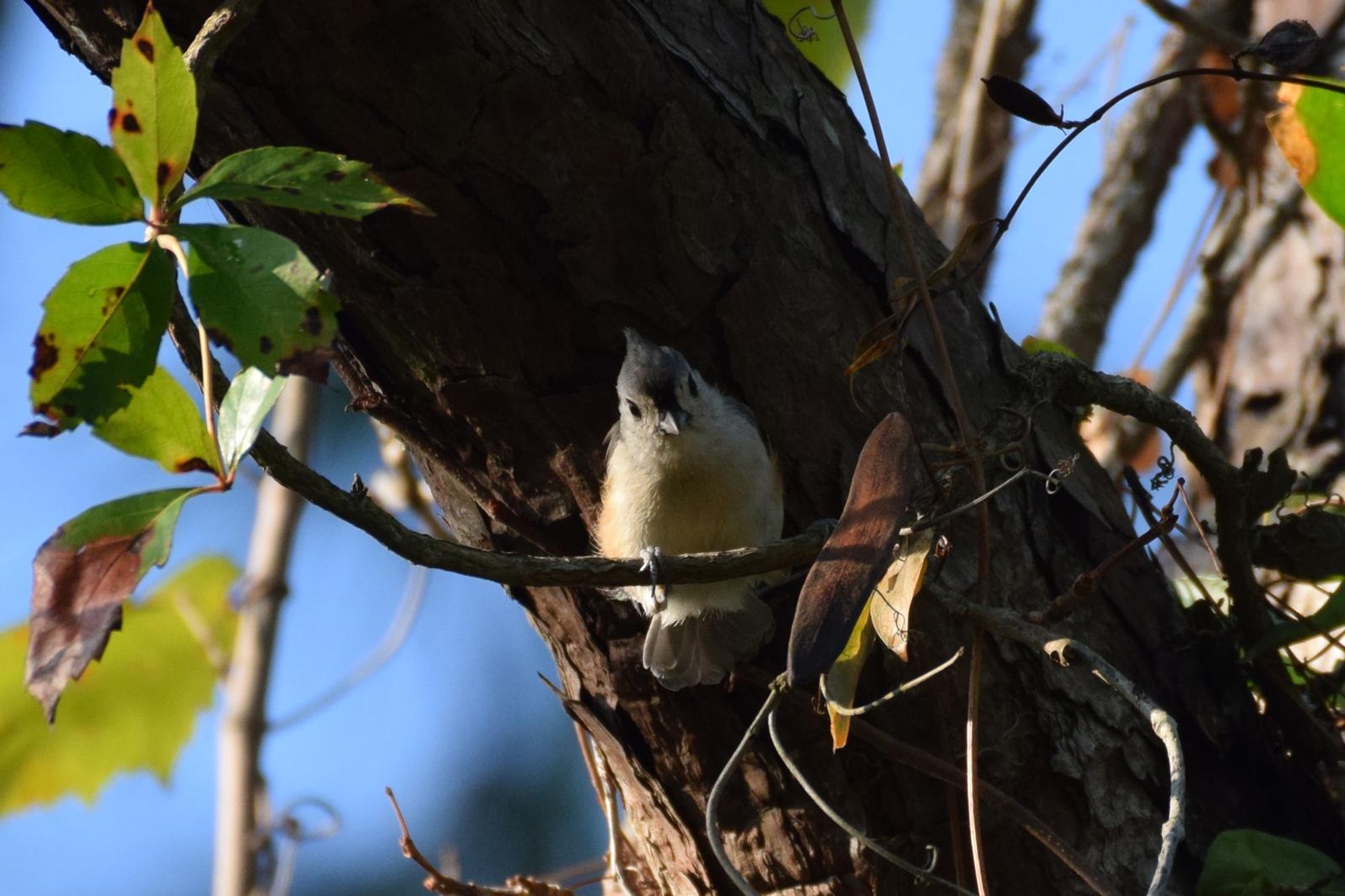 #Tuftpostbot Tuftie: True(1.0000). Photo by Jared625.