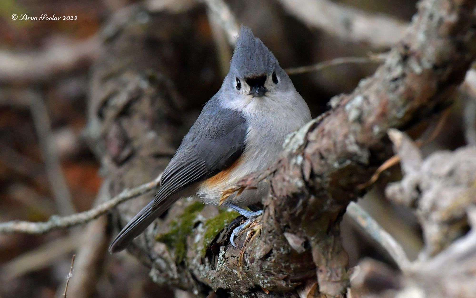 #Tuftpostbot Tuftie: True(1.0000). Photo by Arvo Poolar.