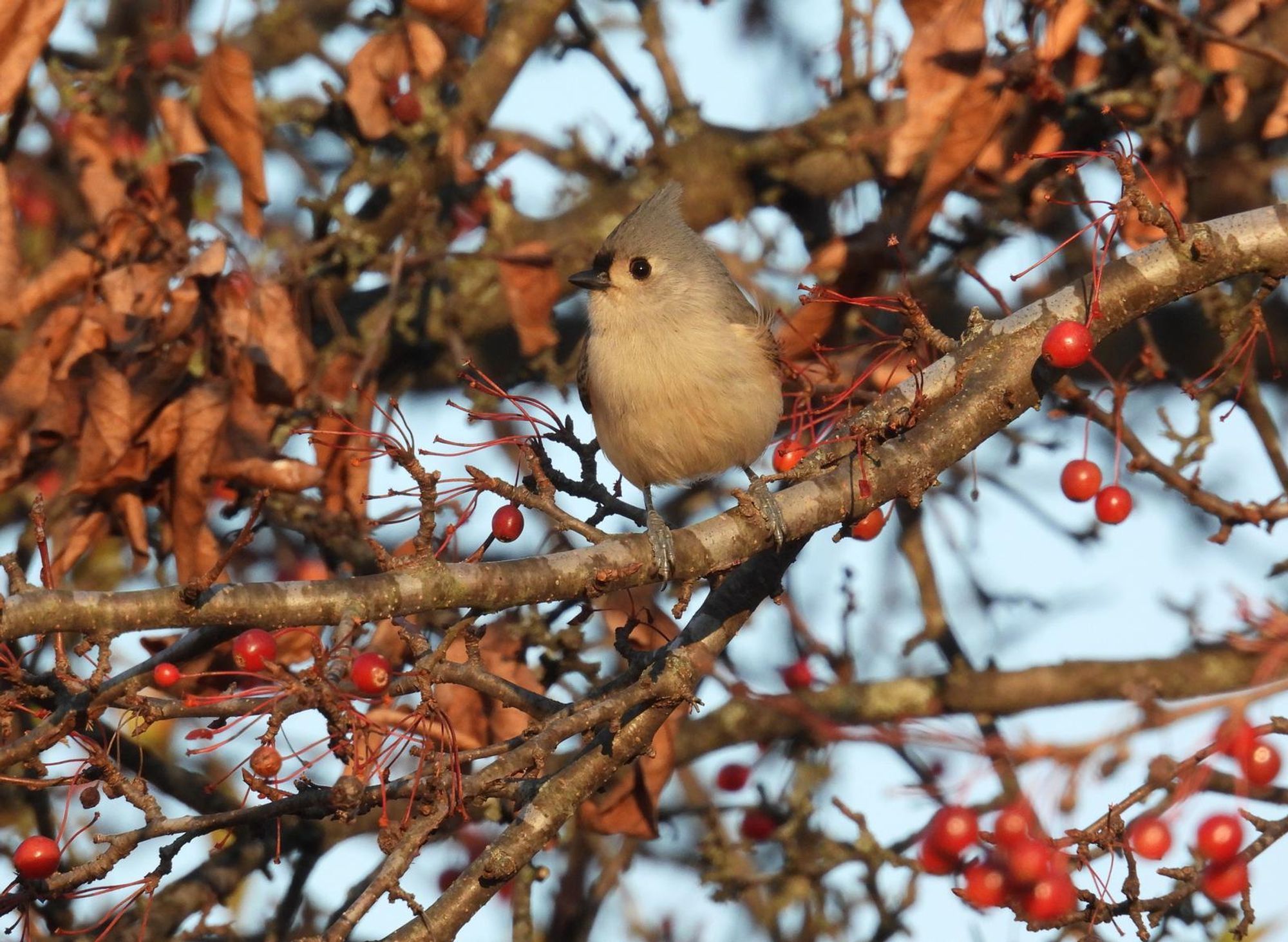 #Tuftpostbot Tuftie: True(0.9990). Photo by cherylmolin.