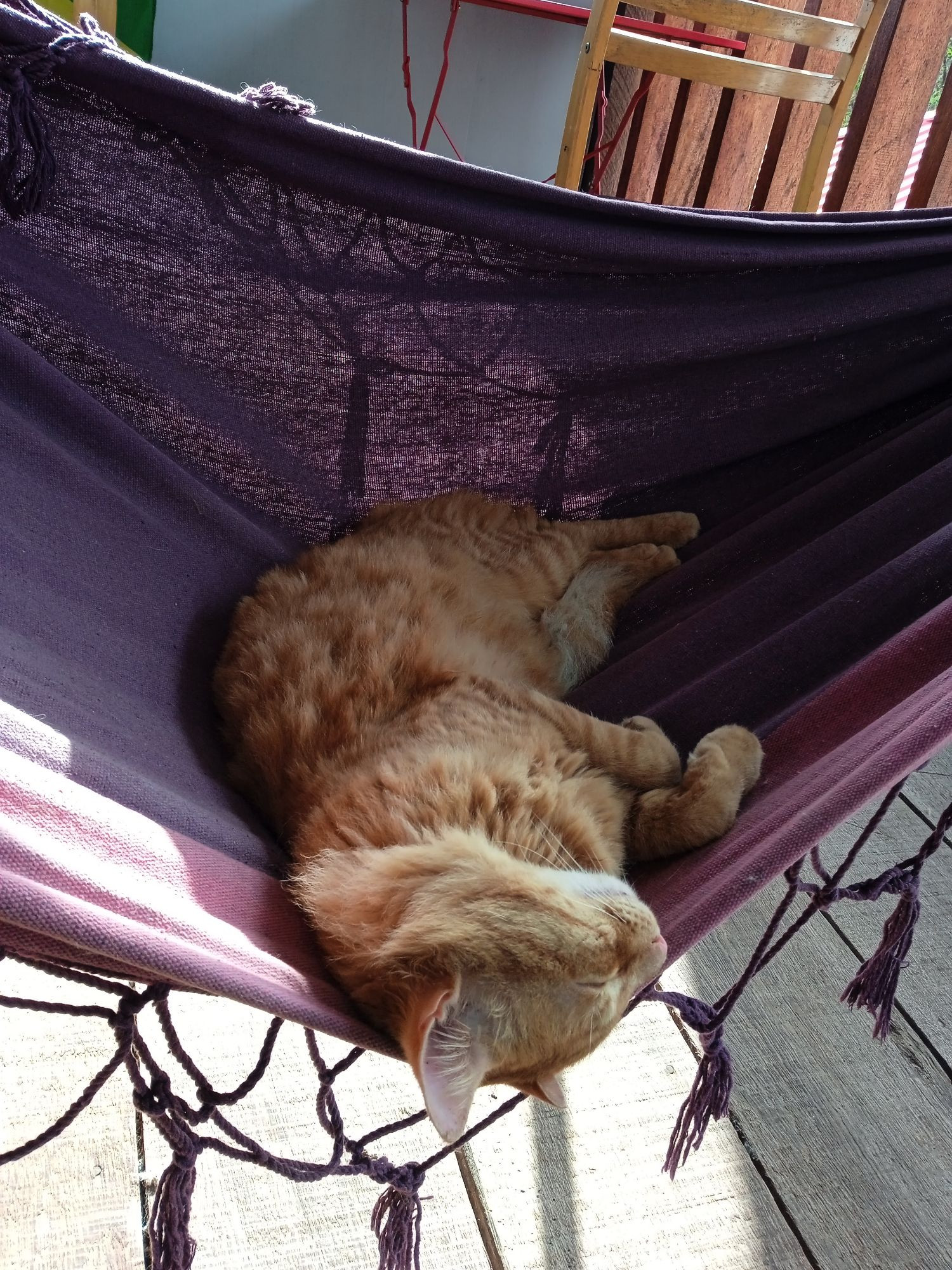 Chat qui fait la sieste dans un hamac