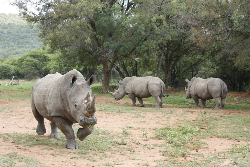 Three white rhinoceros in the savanna