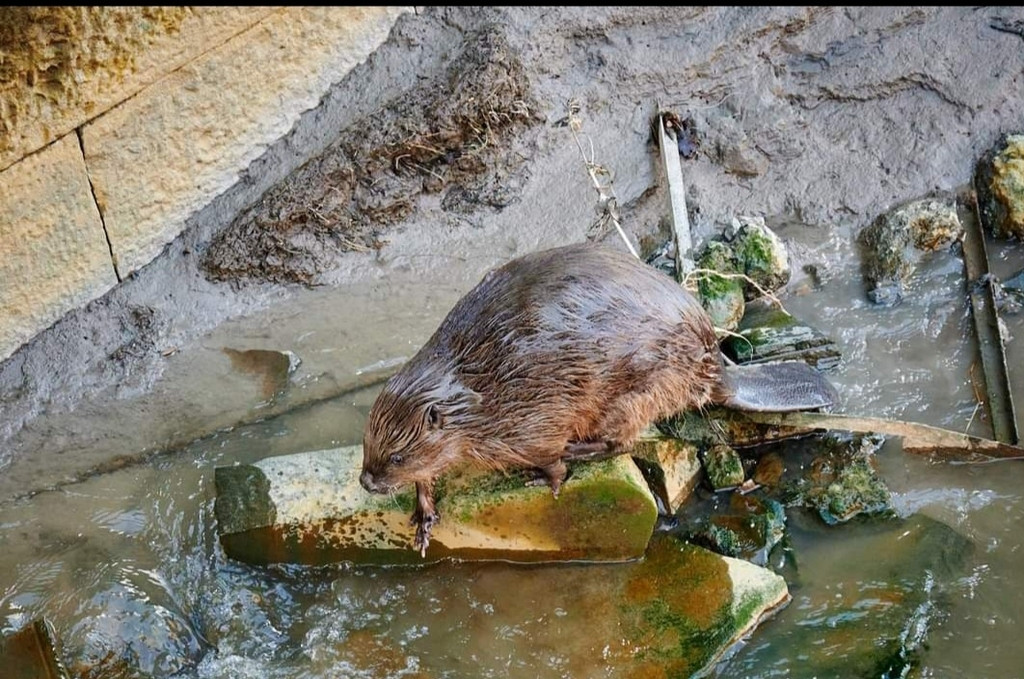 A beaver sitting on a stone in a small river