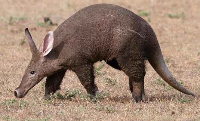 An aardvark on dry lawn