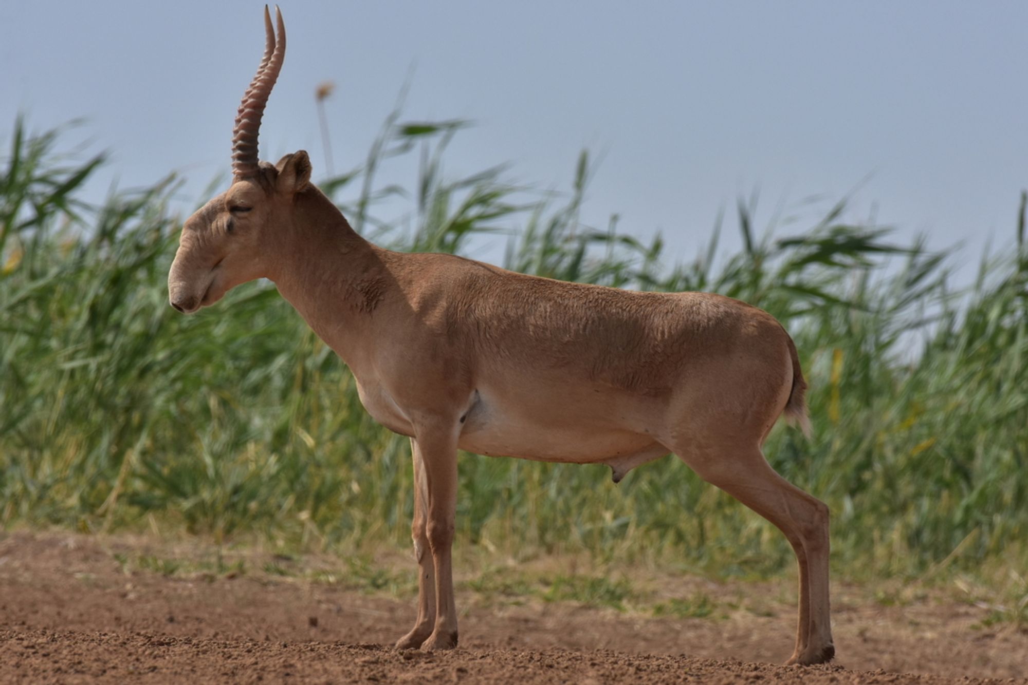 Male Saiga Antelope with big horns