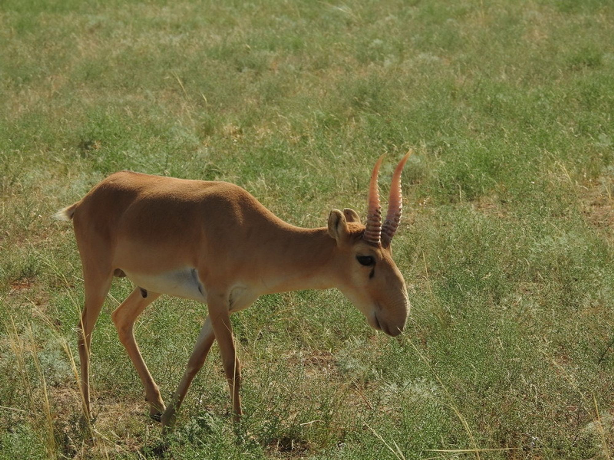 Another male Saiga Antelope