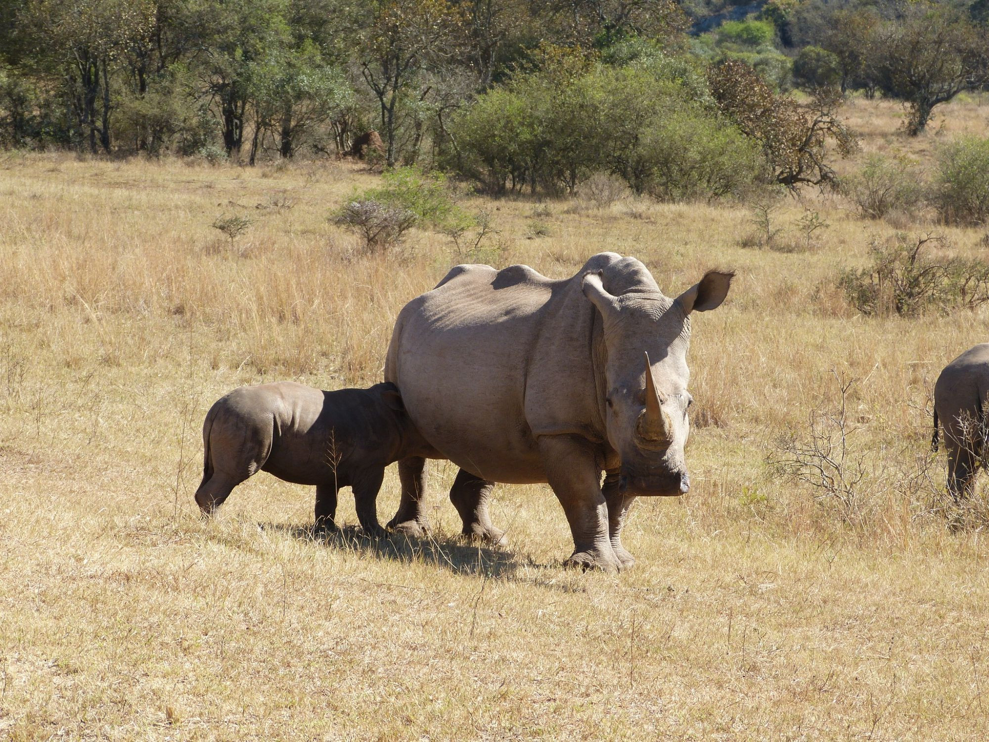 A baby rhinoceros with its mother,