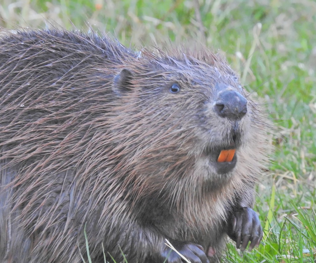 photo of a beaver with his orange teeths