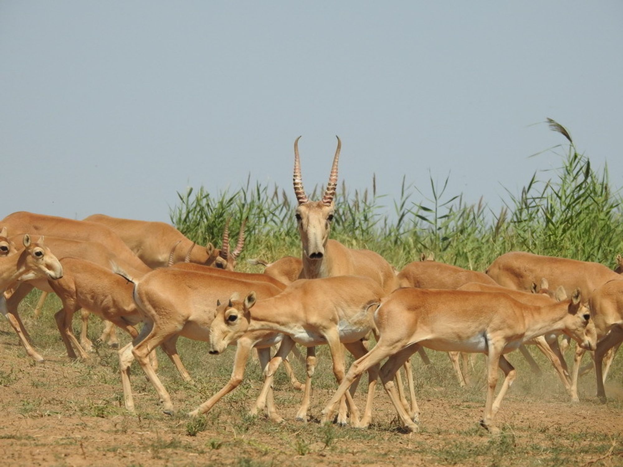 A herd of Saiga antelopes