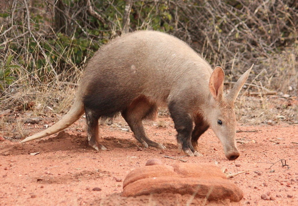 Picture of an aardvark on red soil