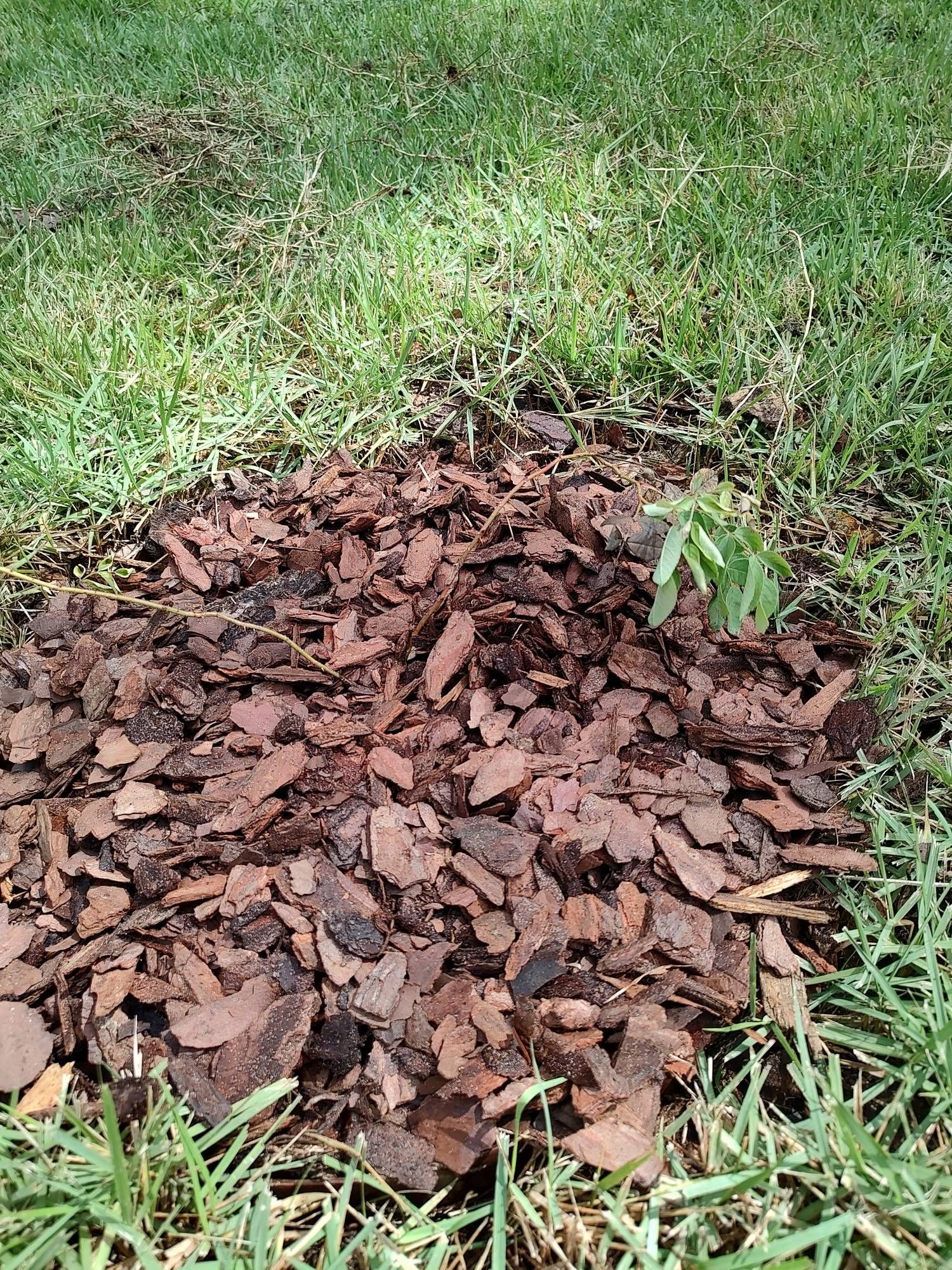 Newly planted rosebush