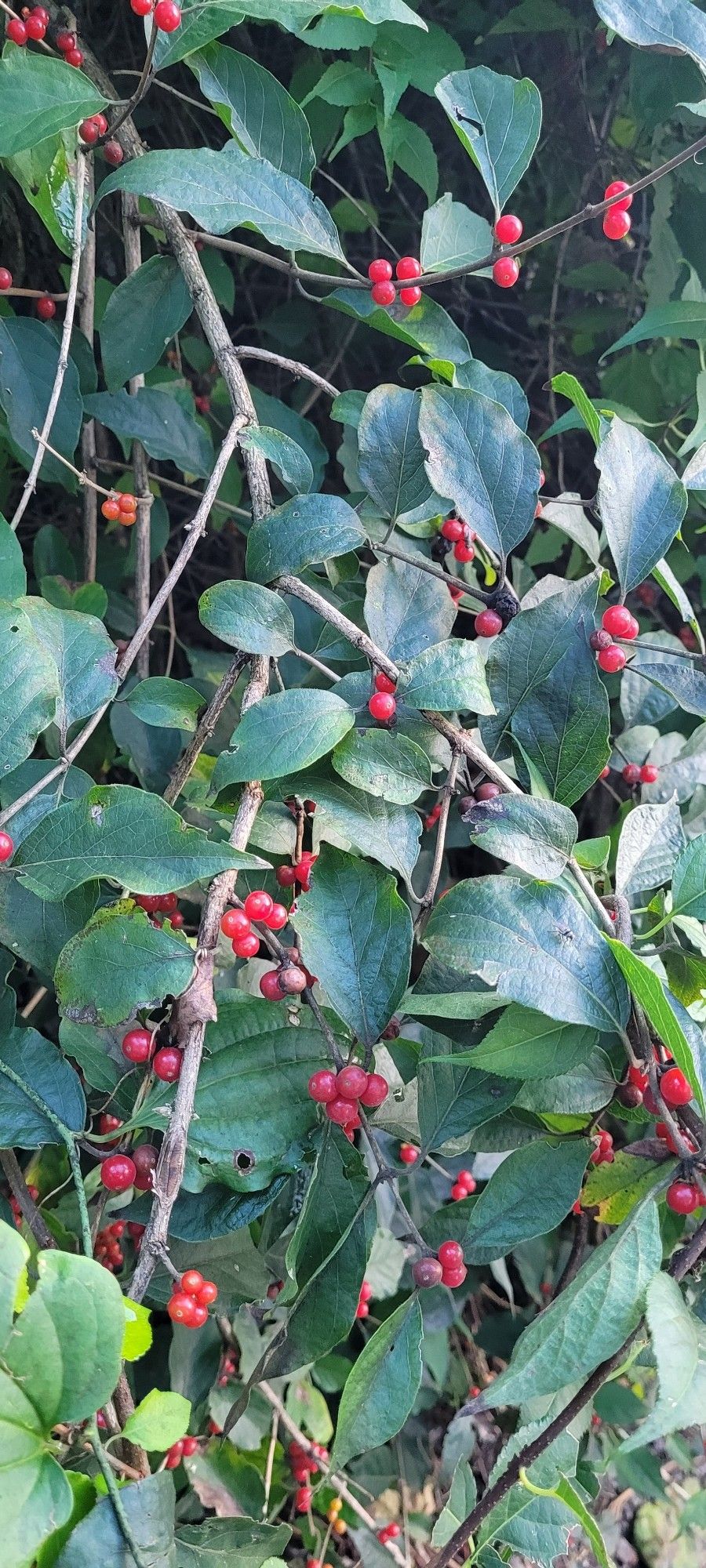 Dark green leafed bush/plant with bright red berries all over it. This is a spice bush, the cardinals LOVE it. Poisonous to humans, though.