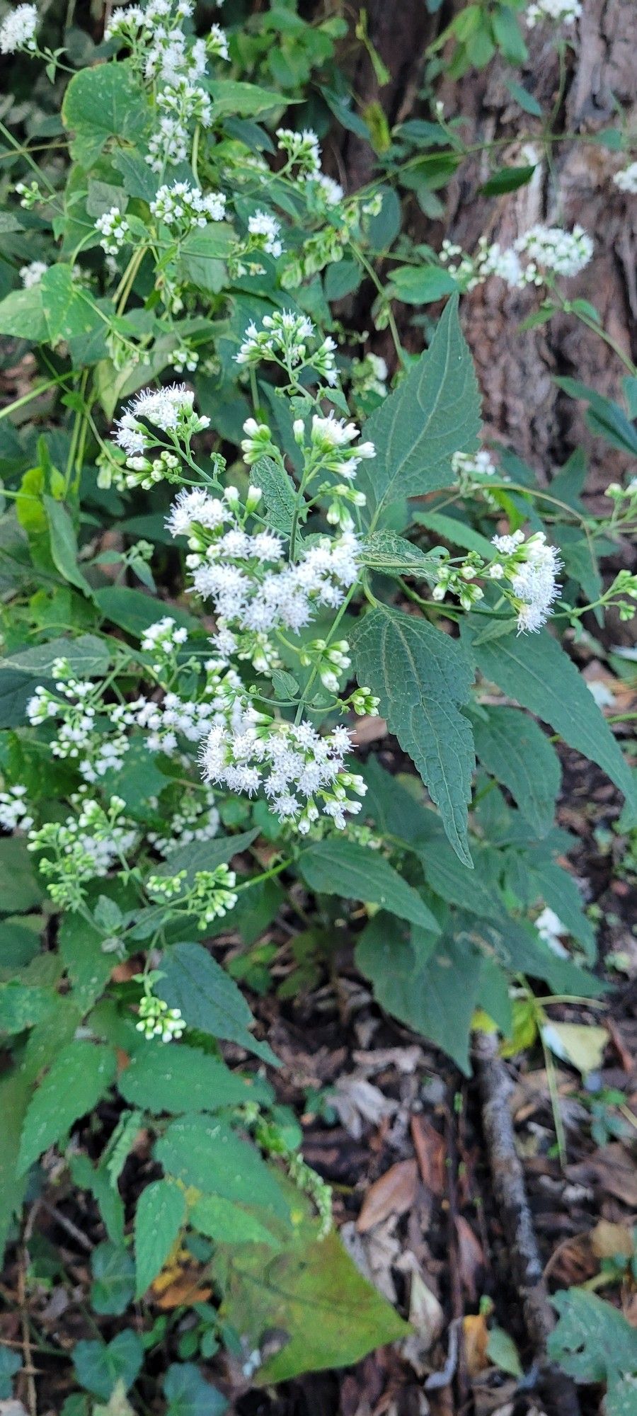 Medium toned green leaves with white fuzzy looking little flowers. This is a white snakeroot plant.